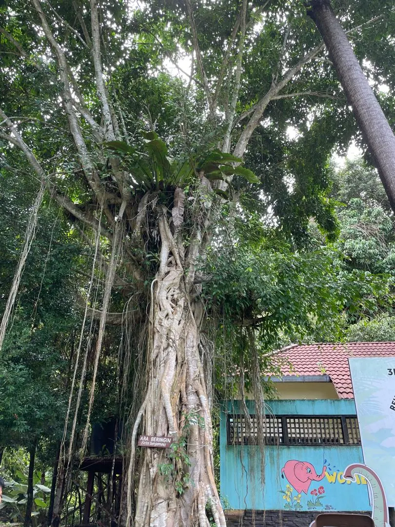 Weeping Fig (Ficus Benjamina) — albeit with slower growth; shapely canopy that can reach up to 50-60 feet in its natural habitat