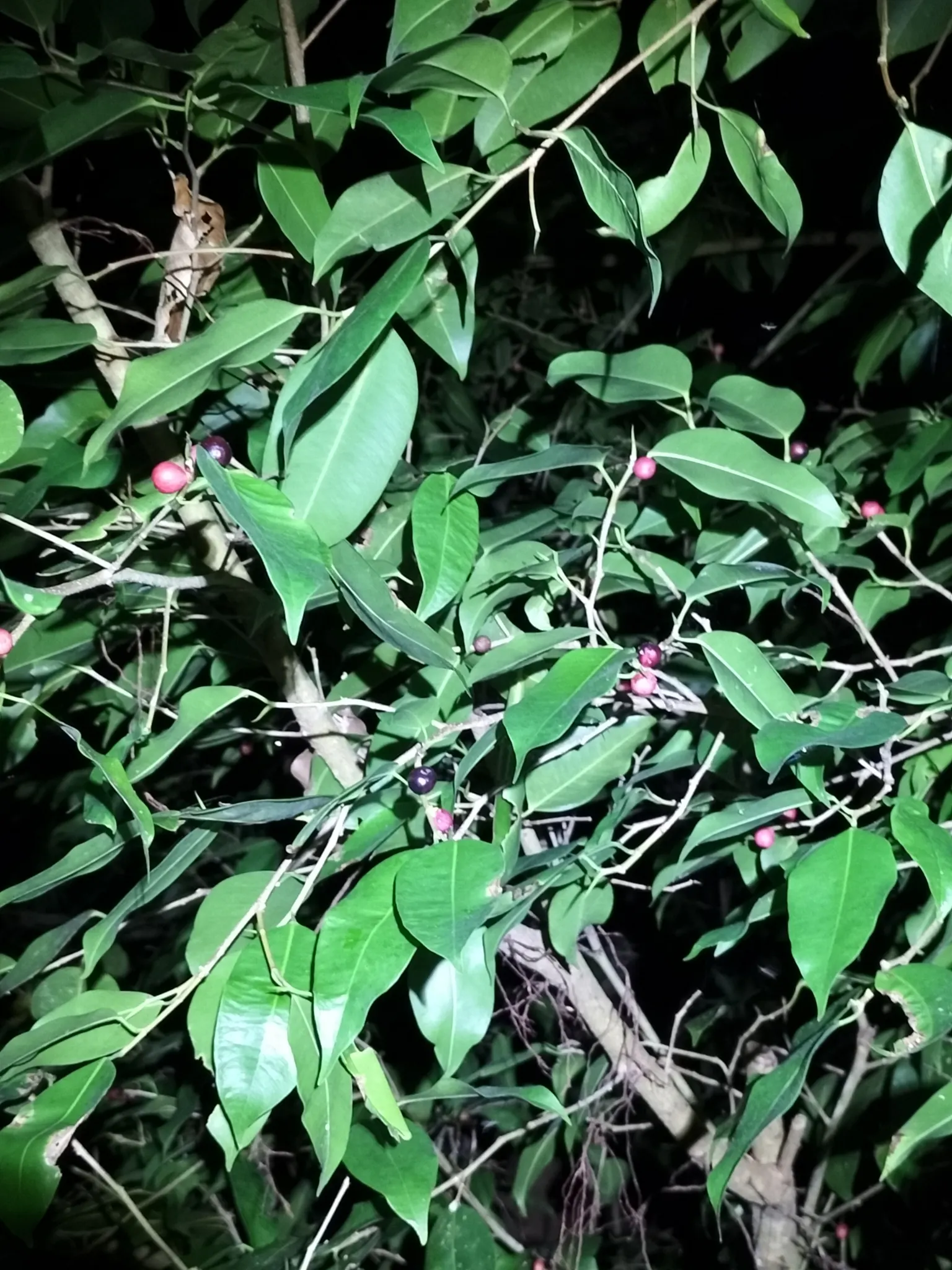 Weeping Fig (Ficus Benjamina) — indirect light and moderate humidity; glossy leaves and gracefully drooping branches, image 63