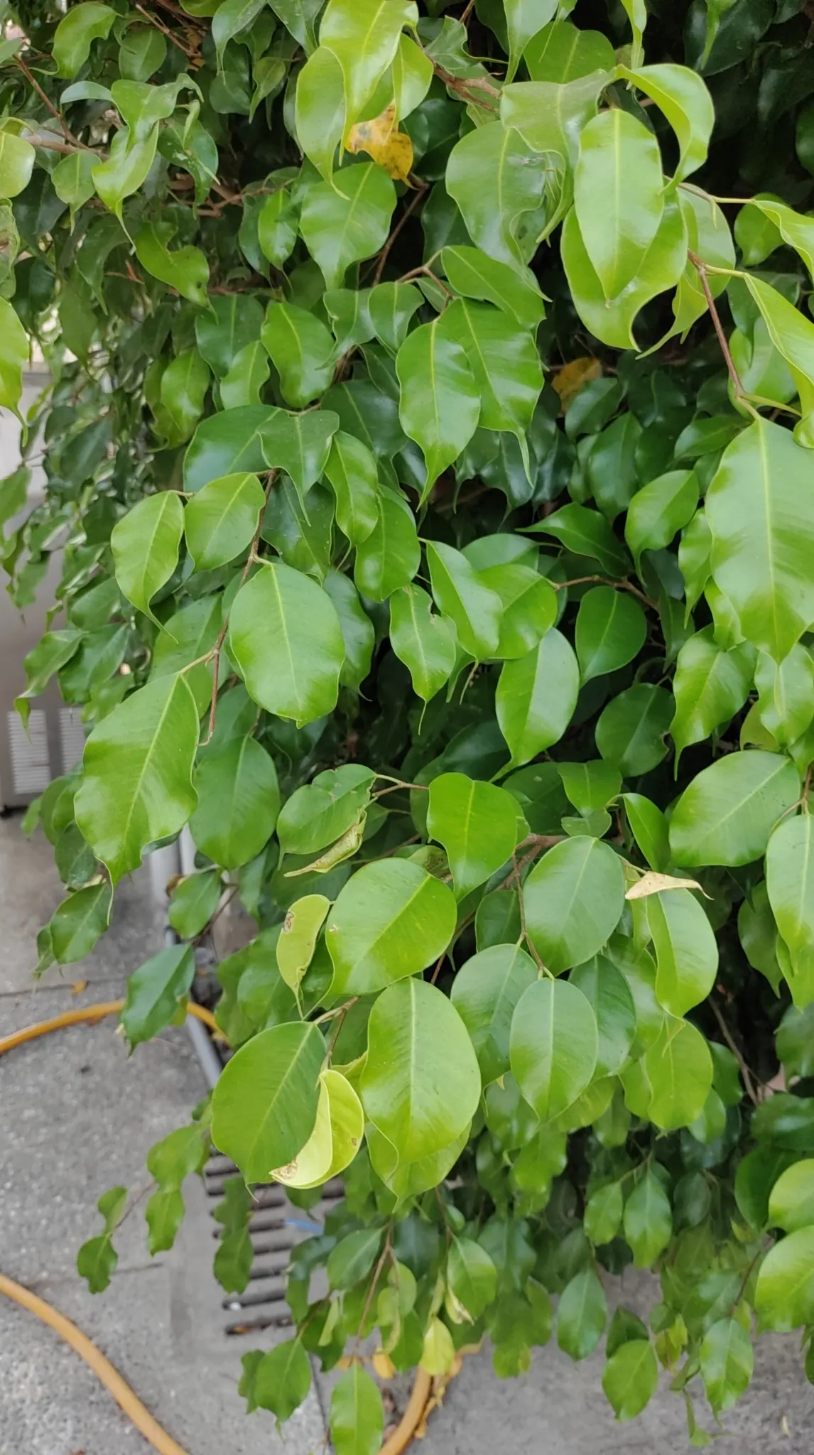 Weeping Fig (Ficus Benjamina) — it typically grows to a more manageable size of 3-6 feet