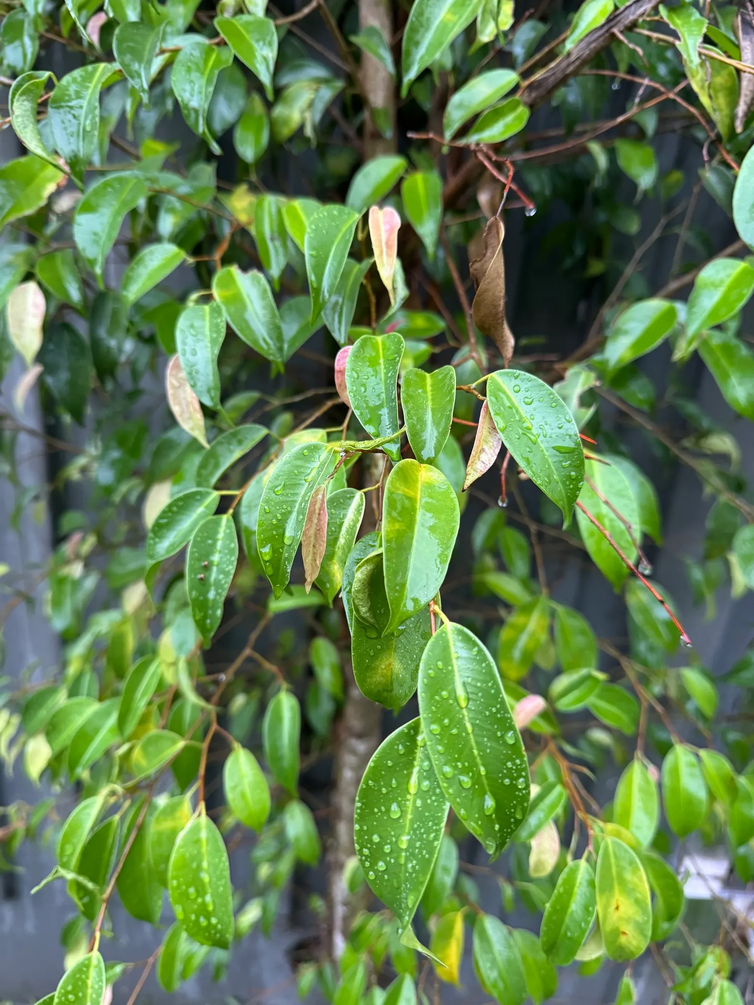 Weeping Fig (Ficus Benjamina) — cherished for its graceful drooping branches and rich