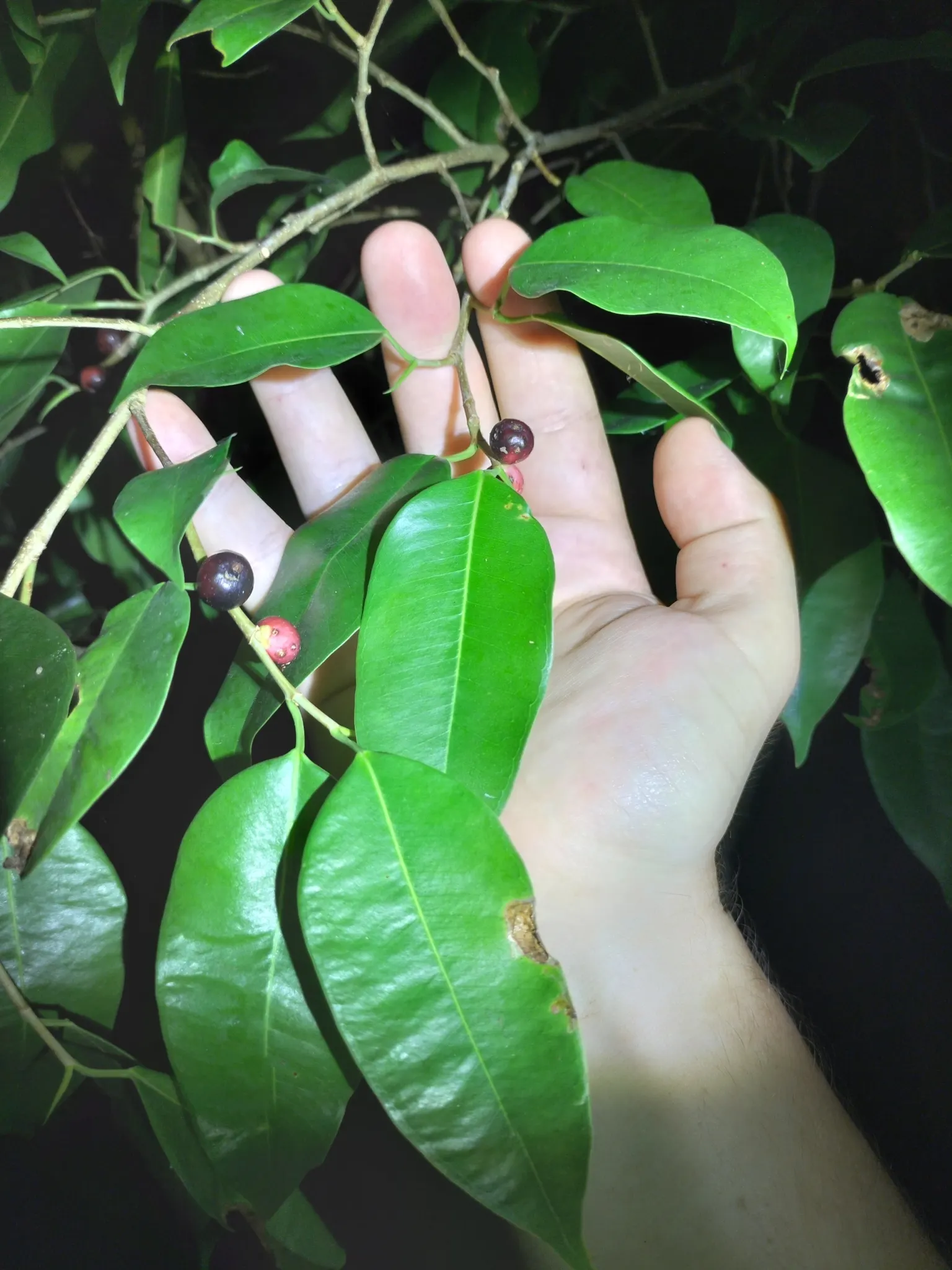 Weeping Fig (Ficus Benjamina) — shapely canopy that can reach up to 50-60 feet in its natural habitat; overwatering or cold drafts can lead to leaf drop
