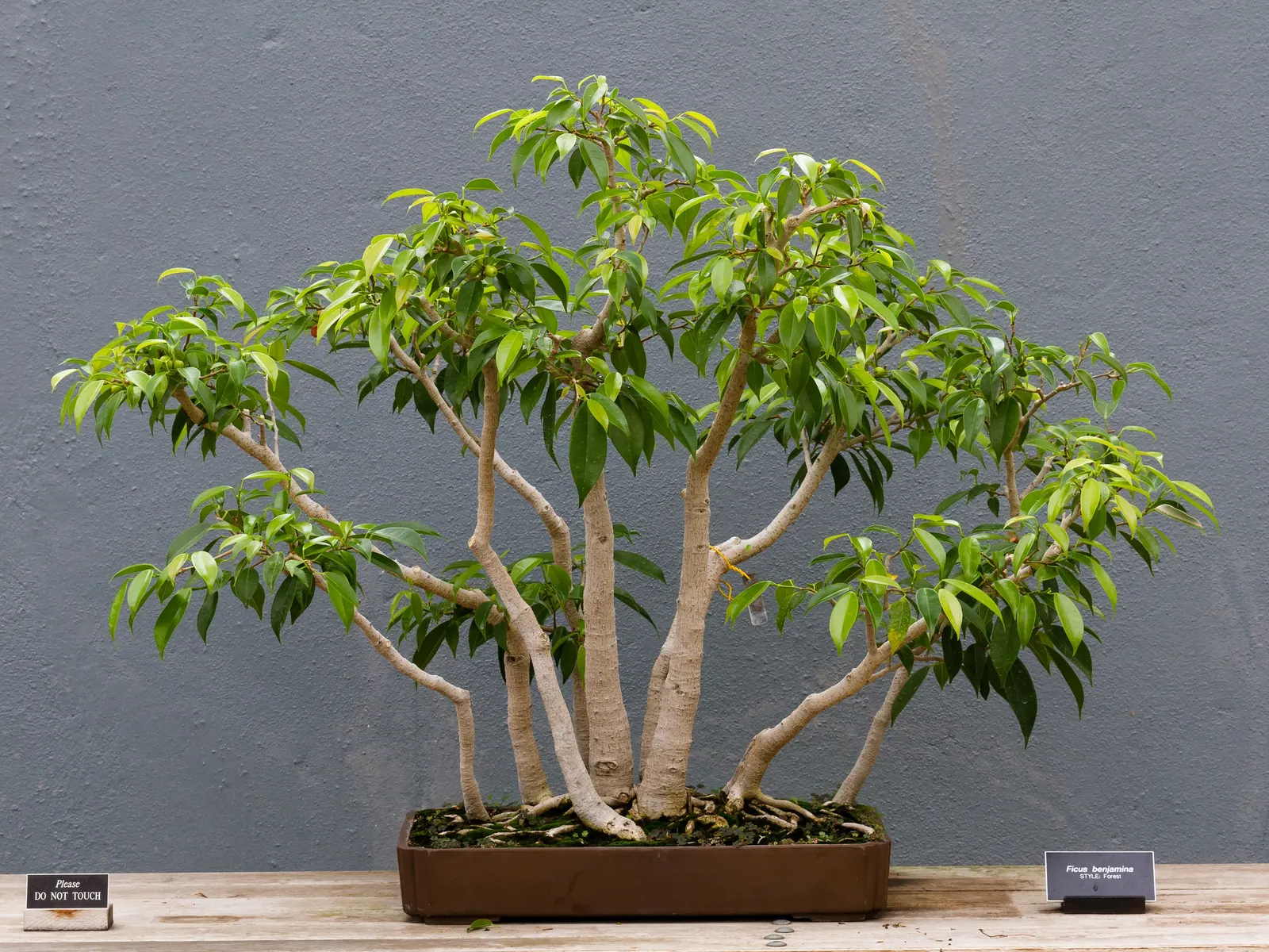 Weeping Fig (Ficus Benjamina) — but can adapt to lower light levels
