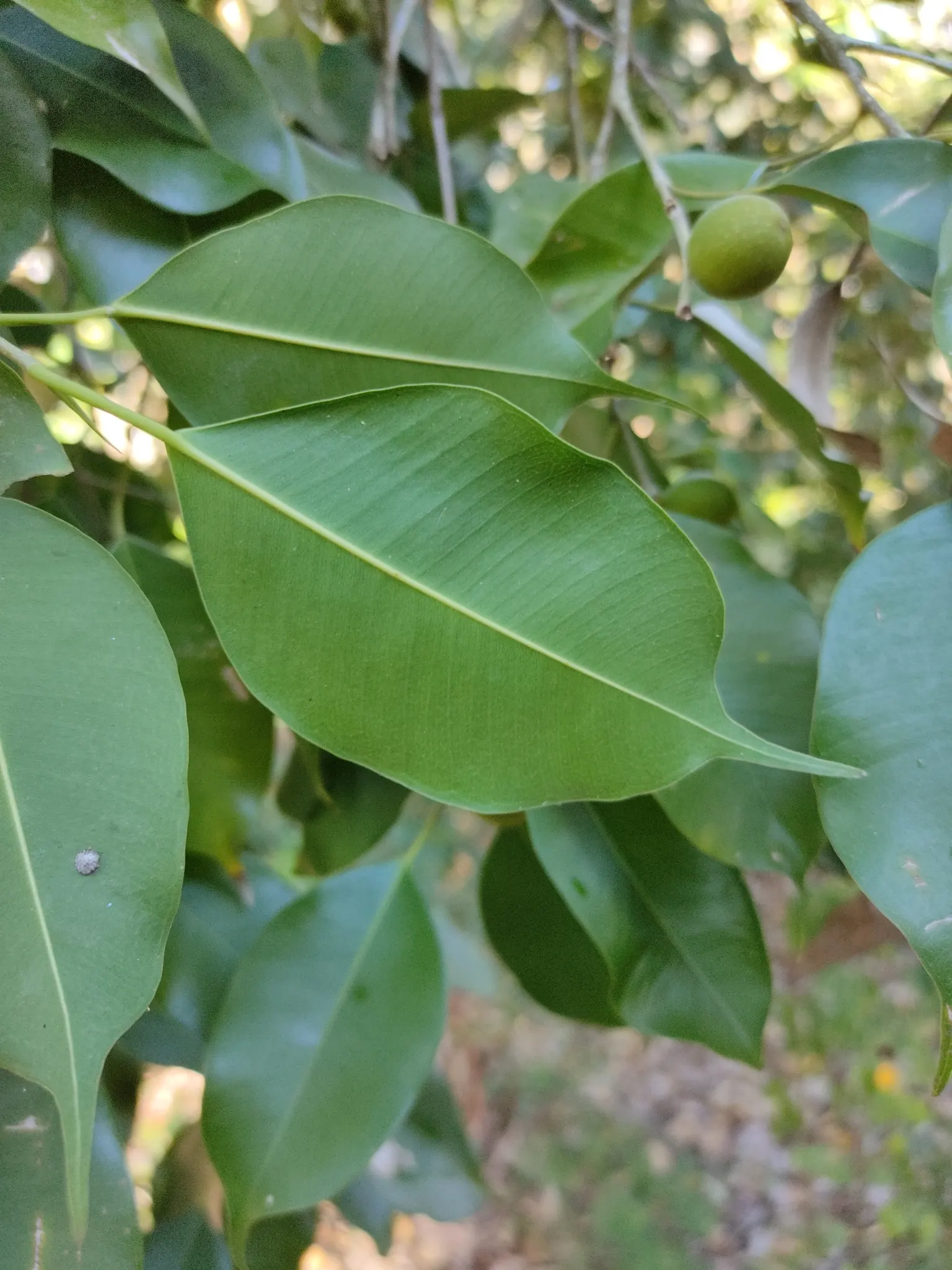 Weeping Fig (Ficus Benjamina) — albeit with slower growth; shapely canopy that can reach up to 50-60 feet in its natural habitat, image 106