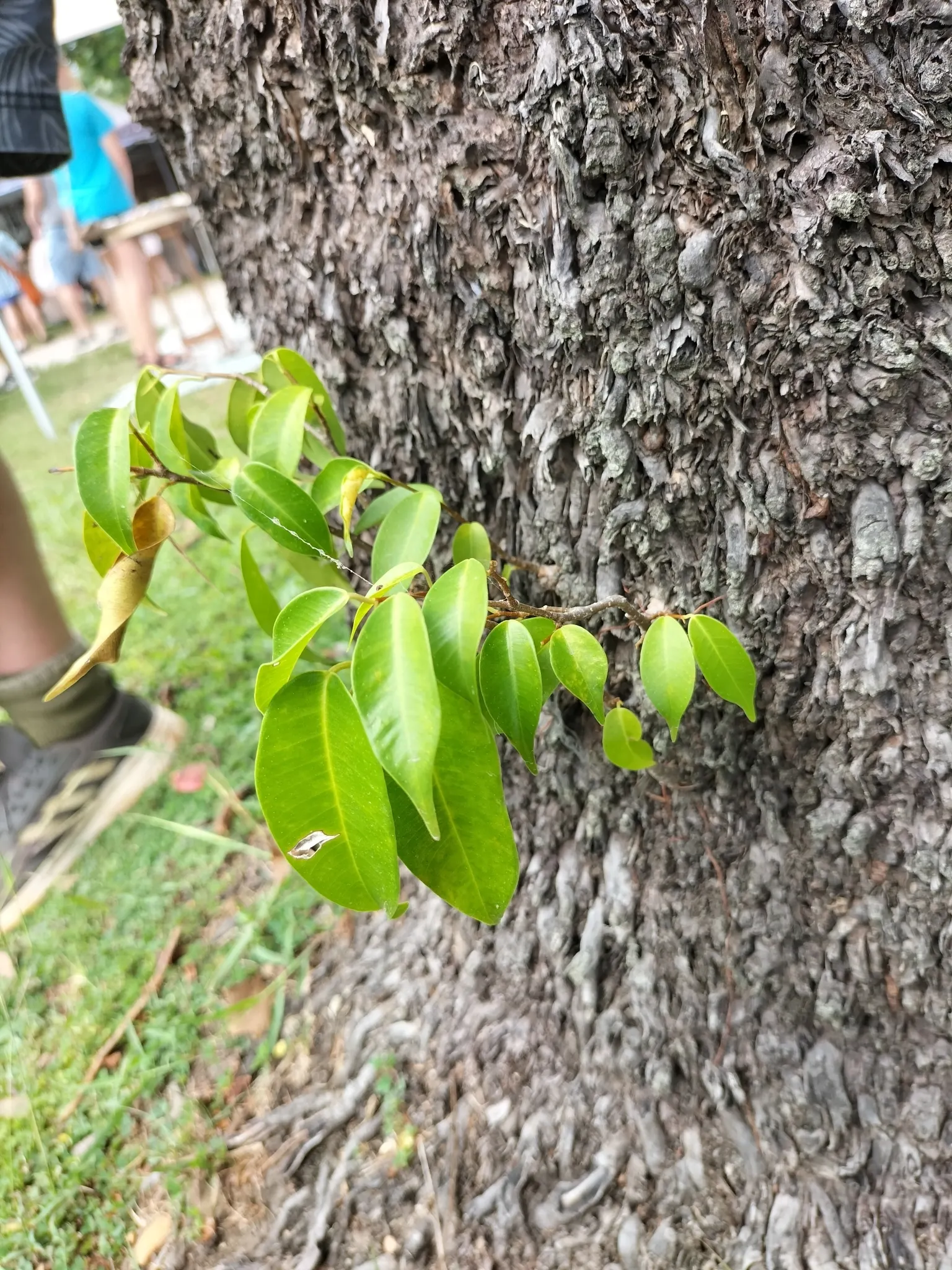 Weeping Fig (Ficus Benjamina) — The Weeping Fig (Ficus benjamina) is an elegant; ideal for indoor or sheltered outdoor use