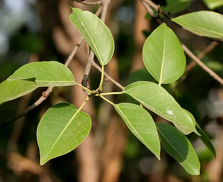 Weeping Fig (Ficus Benjamina) — Ideal for indoor or sheltered outdoor use; it quickly becomes a resilient and captivating feature in your garden, image 91