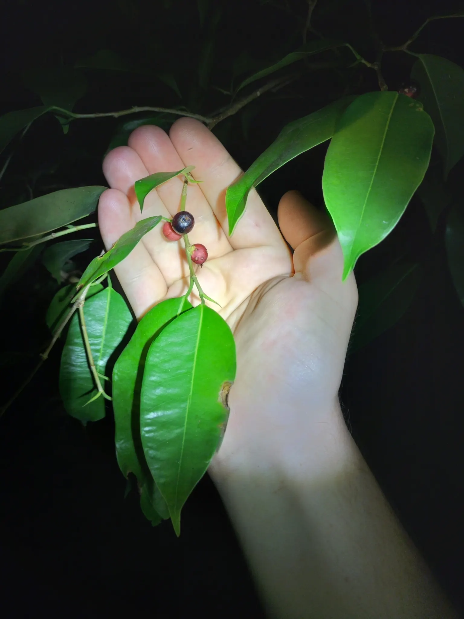 Weeping Fig (Ficus Benjamina) — albeit with slower growth