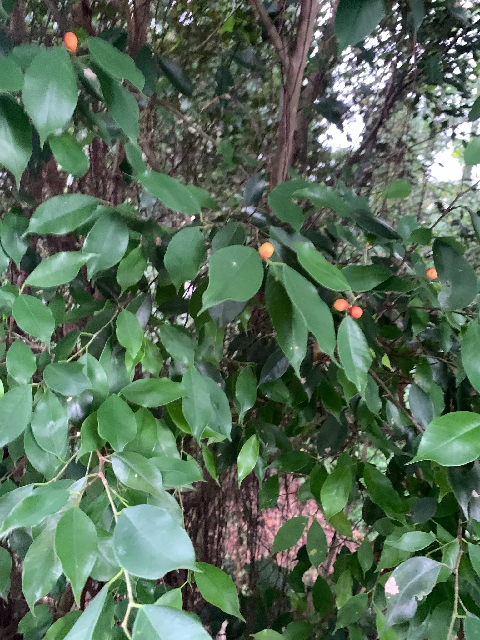 Weeping Fig (Ficus Benjamina) — Use as a focal point for tranquility in landscape designs; evergreen tree known for its lush