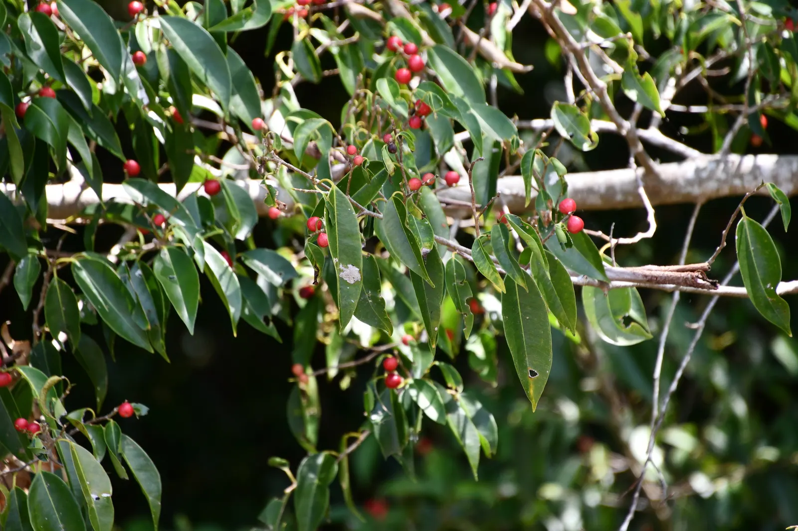Weeping Fig (Ficus Benjamina) — which may result in leaf drop; this evergreen tree touts a dense, image 81