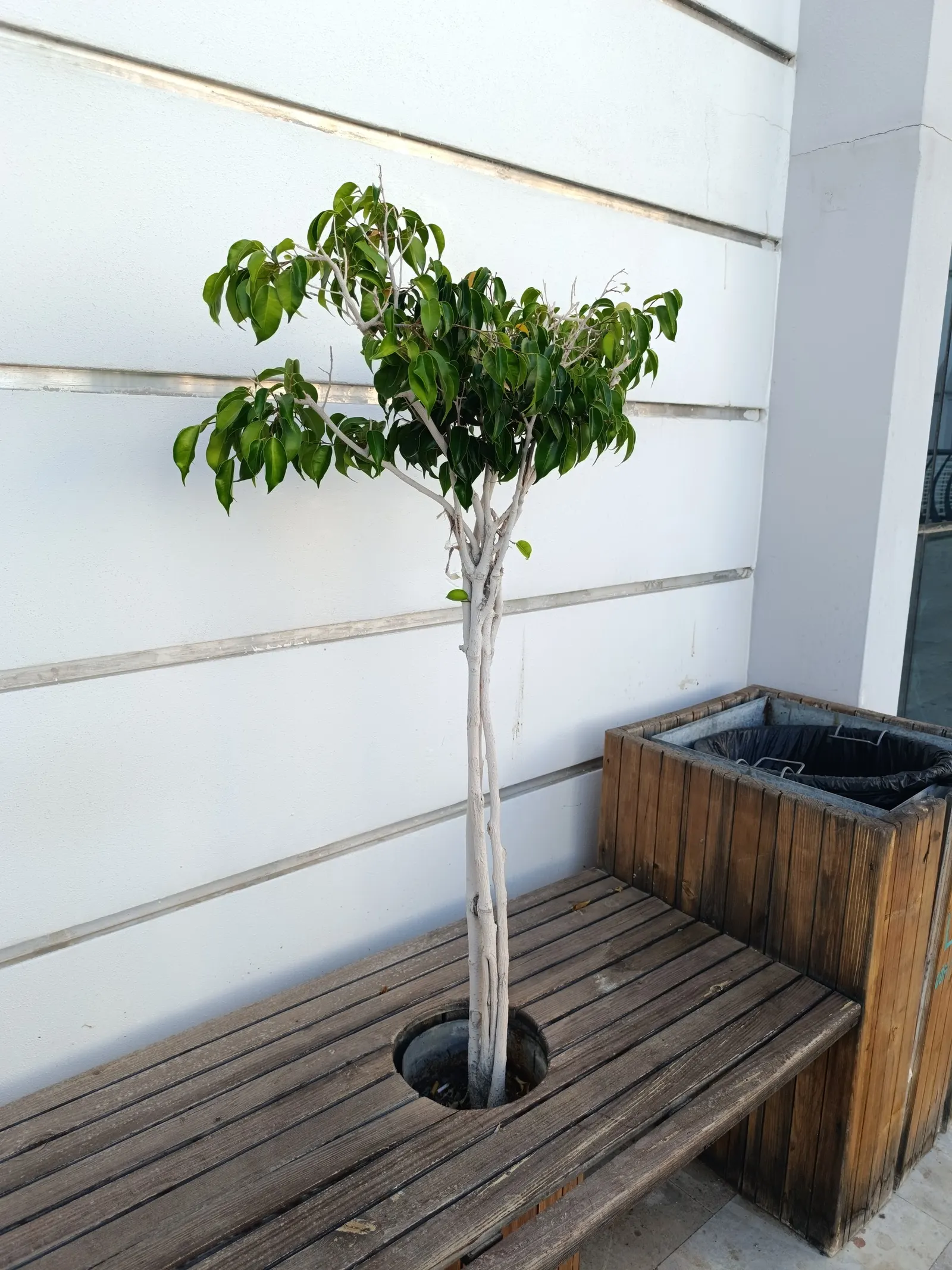 Weeping Fig (Ficus Benjamina) — cherished for its graceful drooping branches and rich; it typically grows to a more manageable size of 3-6 feet, image 98