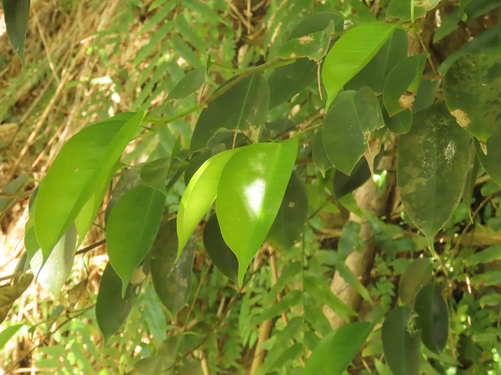 Weeping Fig (Ficus Benjamina) — with proper care and positioning away from drafts or severe shifts in temperature; this tree prefers a warm and, image 82