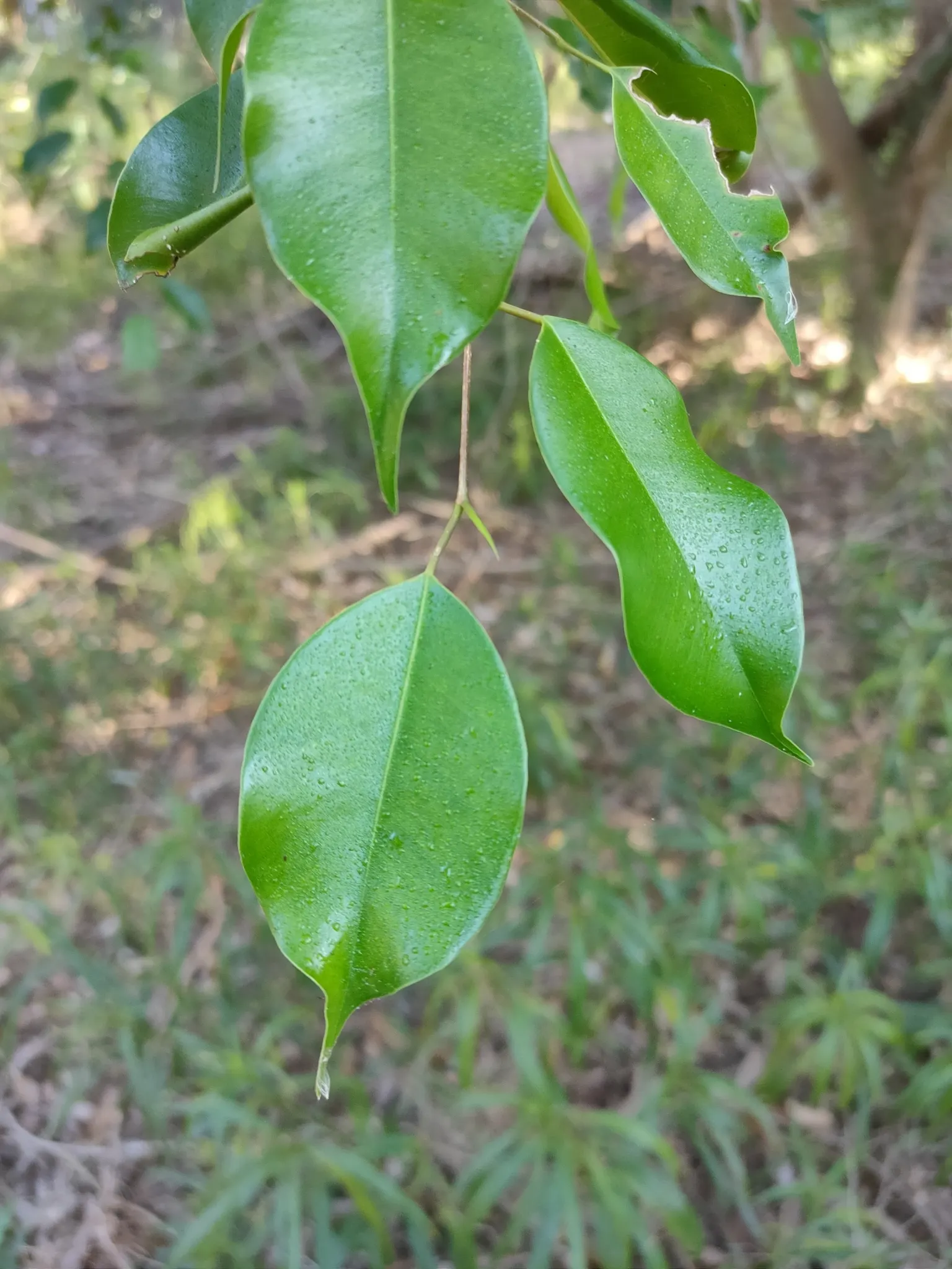 Weeping Fig (Ficus Benjamina) — glossy leaves and gracefully drooping branches