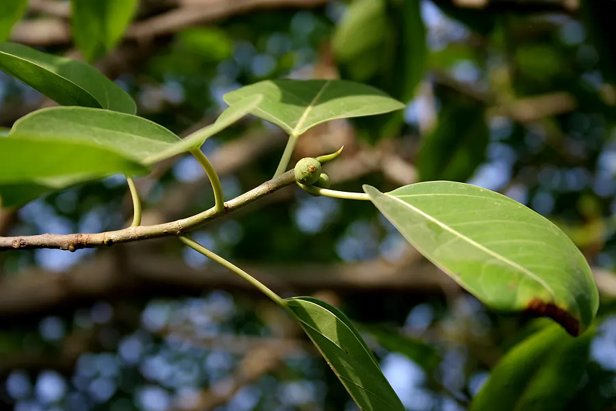 Weeping Fig (Ficus Benjamina) — but can adapt to lower light levels; requires well-drained soil and periodic pruning to maintain shape, image 105