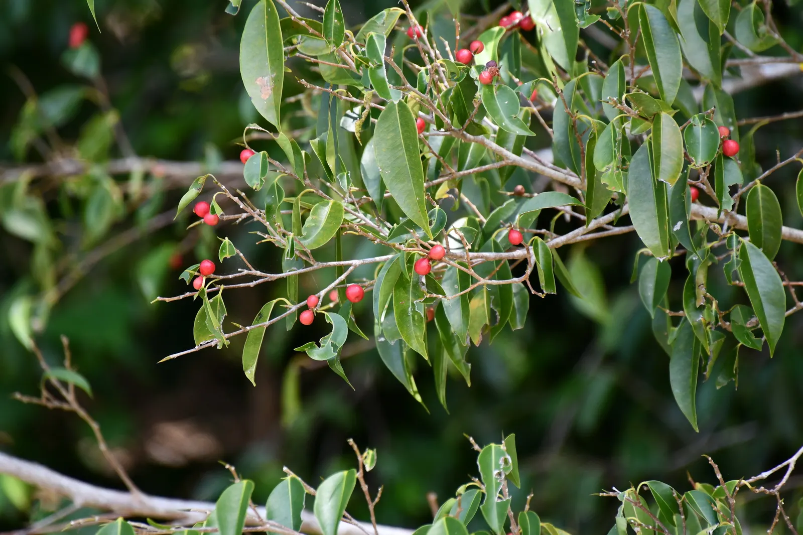 Weeping Fig (Ficus Benjamina) — with proper care and positioning away from drafts or severe shifts in temperature; this tree prefers a warm and stable climate