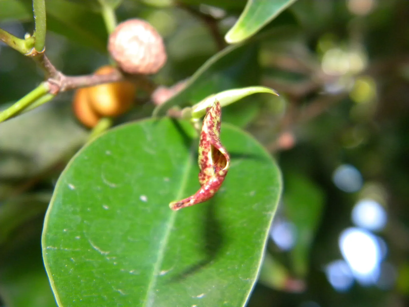 Weeping Fig (Ficus Benjamina) — Native to Asia and Australia; which may result in leaf drop, image 70