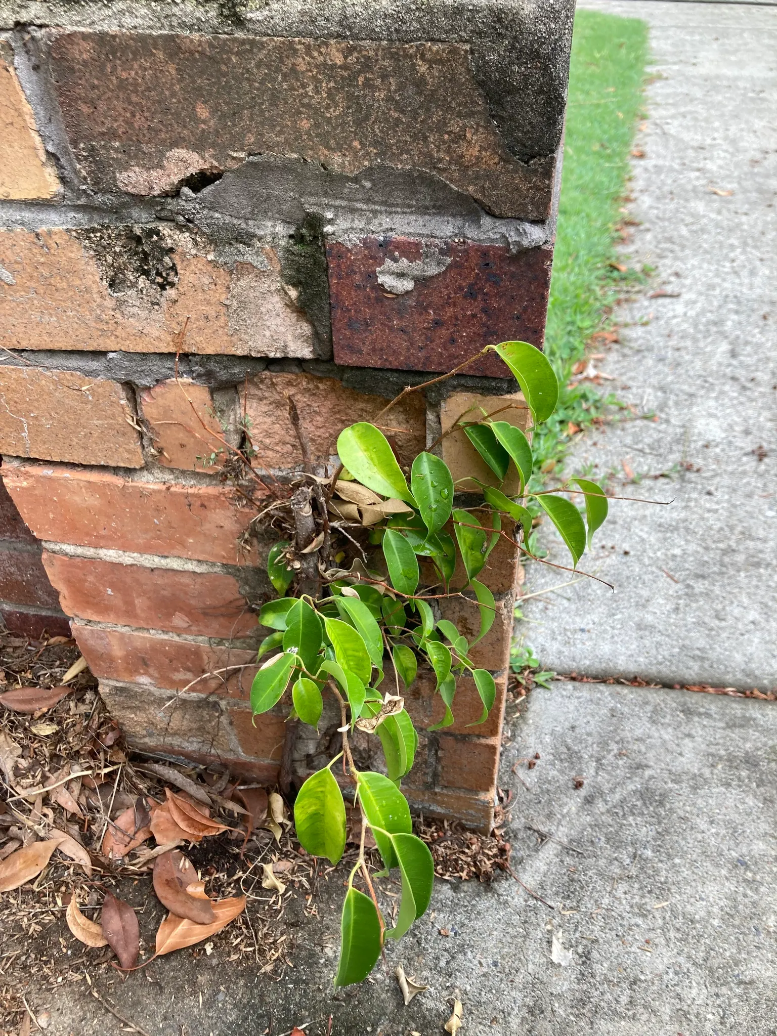 Weeping Fig (Ficus Benjamina) — Use as a focal point for tranquility in landscape designs; evergreen tree known for its lush, image 96