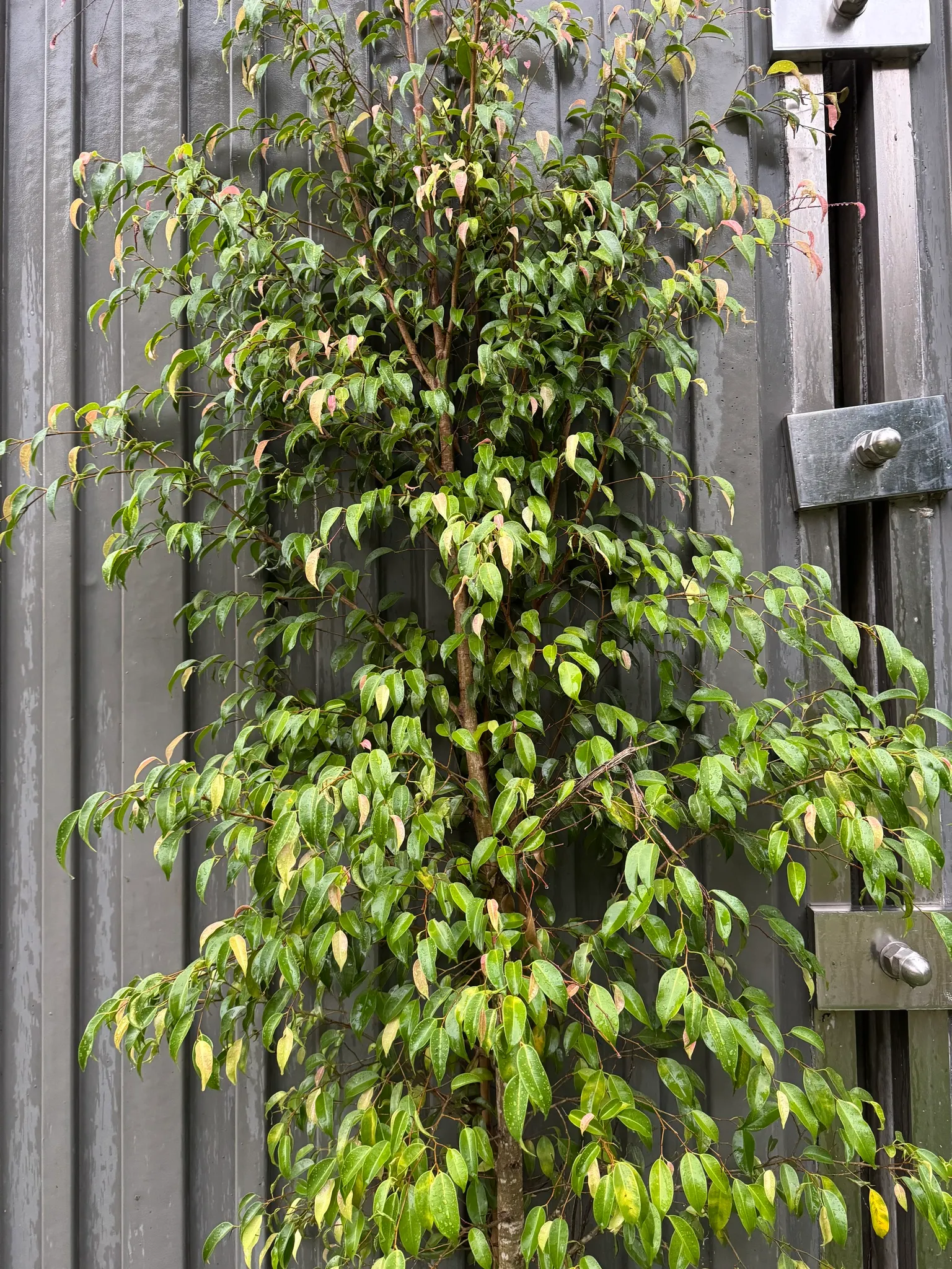 Weeping Fig (Ficus Benjamina) — Overwatering or cold drafts can lead to leaf drop; with proper care and positioning away from drafts or severe, image 66