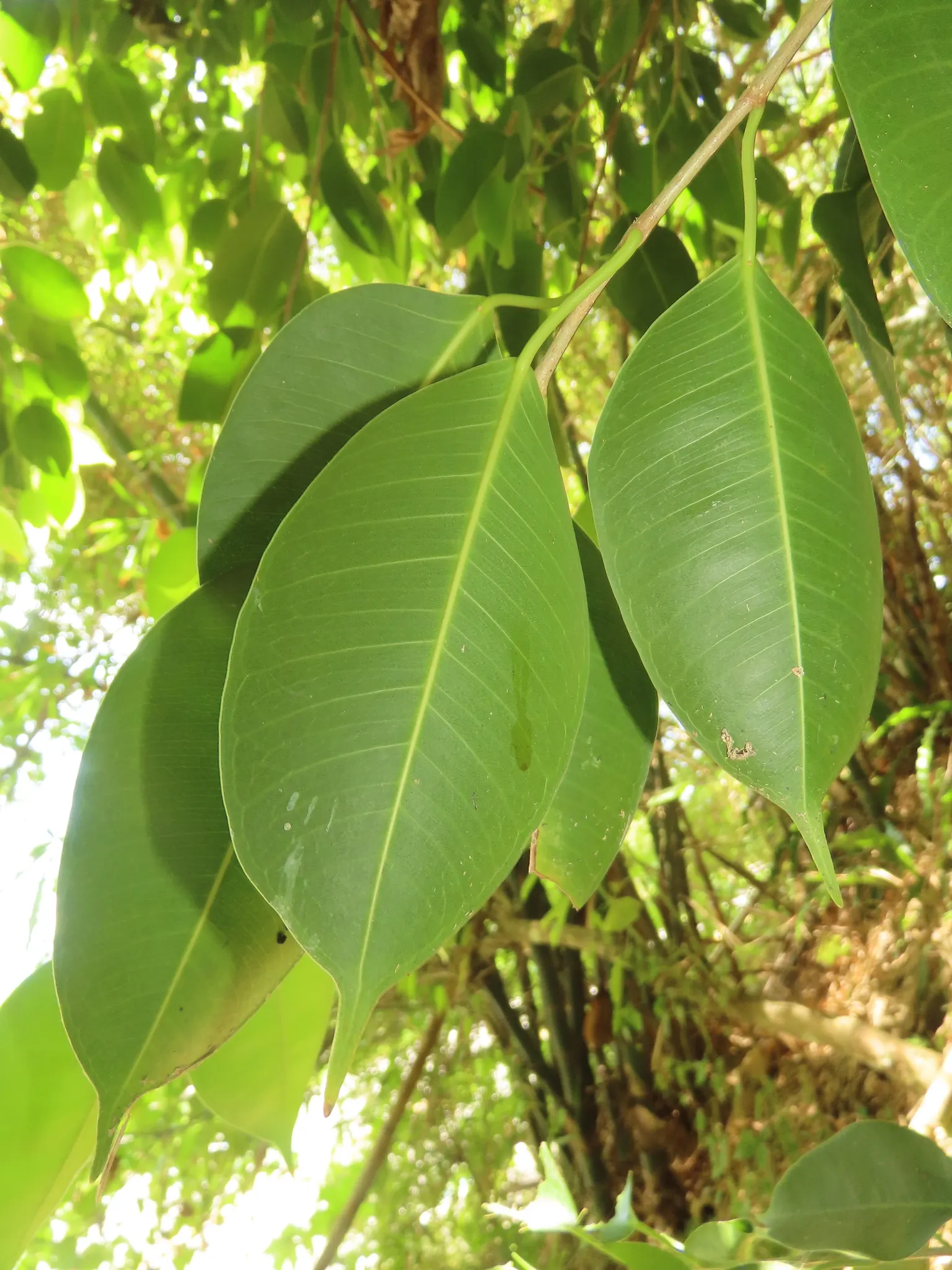 Weeping Fig (Ficus Benjamina) — but can adapt to lower light levels; requires well-drained soil and periodic pruning to maintain shape