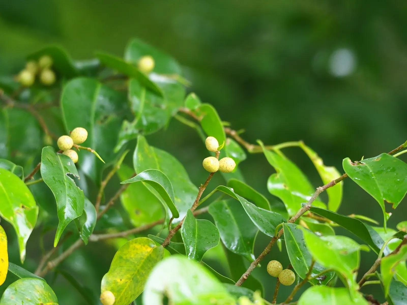 Weeping Fig (Ficus Benjamina) — is an elegant and versatile addition to any landscape design; use as a focal point for tranquility in landscape designs