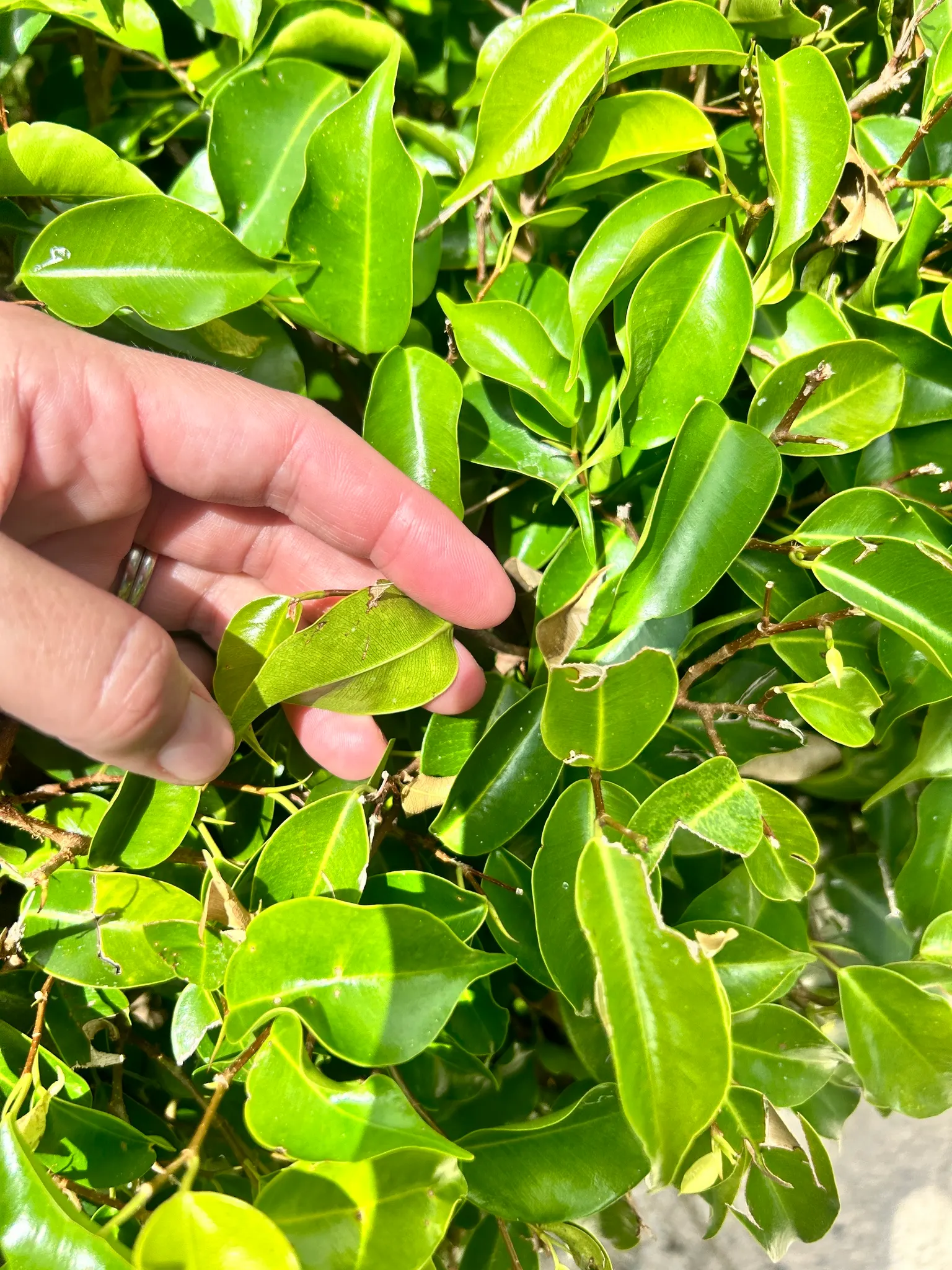 Weeping Fig (Ficus Benjamina) — glossy leaves and gracefully drooping branches; but can adapt to lower light levels