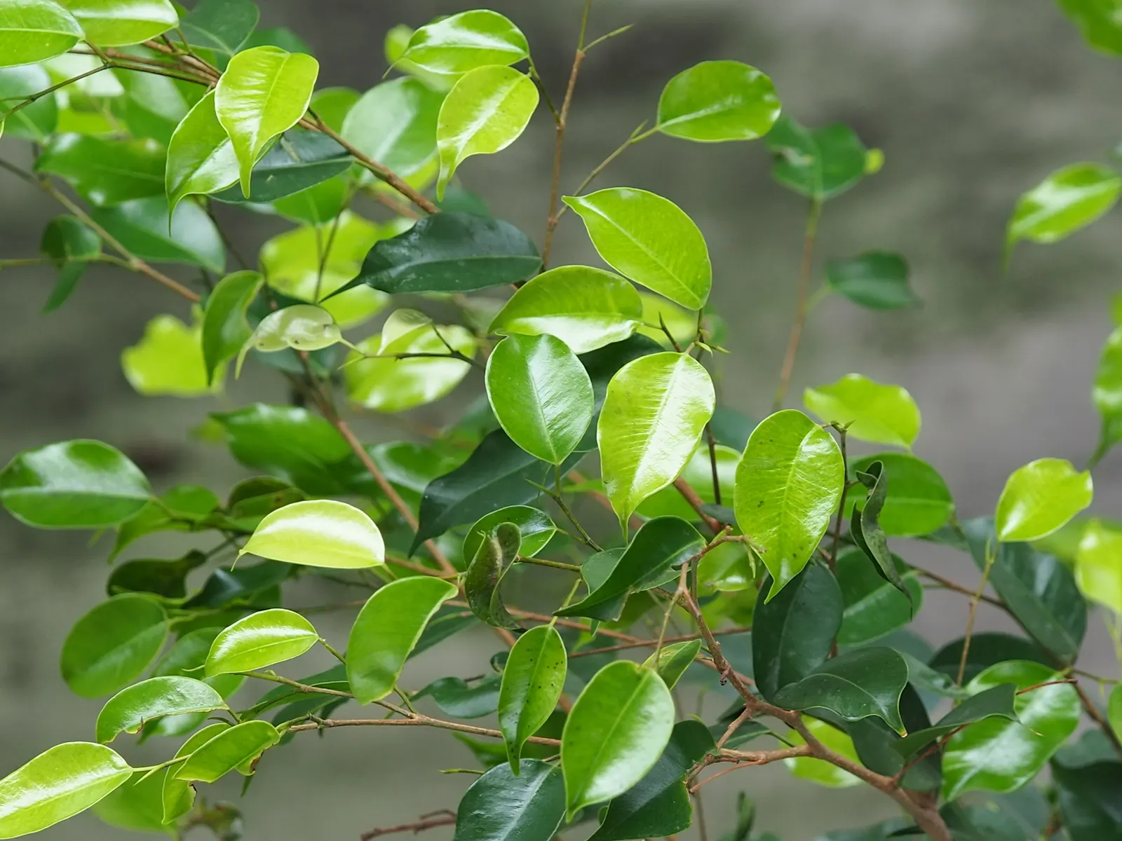 Weeping Fig (Ficus Benjamina) — it quickly becomes a resilient and captivating feature in your garden