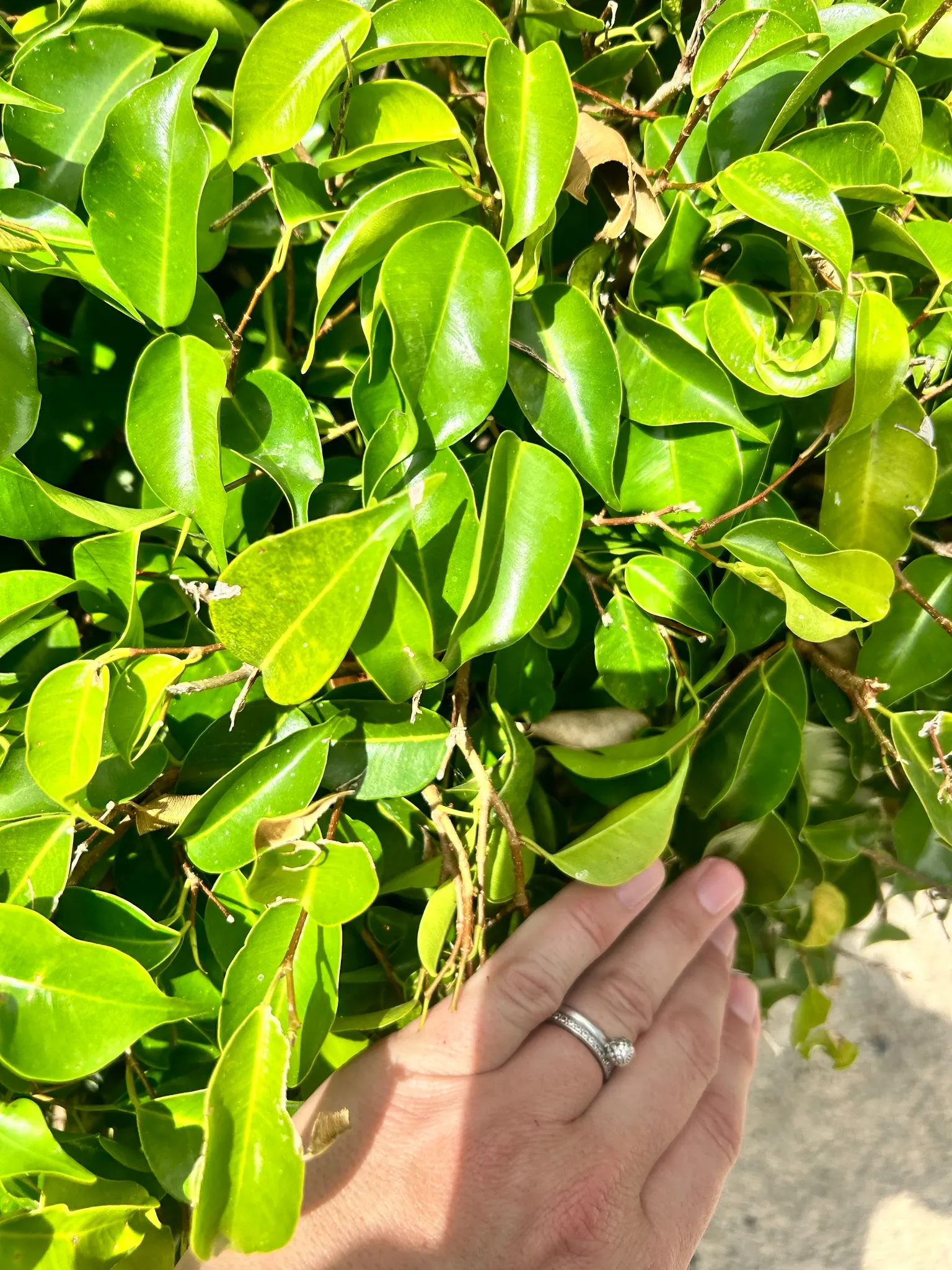 Weeping Fig (Ficus Benjamina) — it quickly becomes a resilient and captivating feature in your garden; provided adequate space is allotted for its, image 83