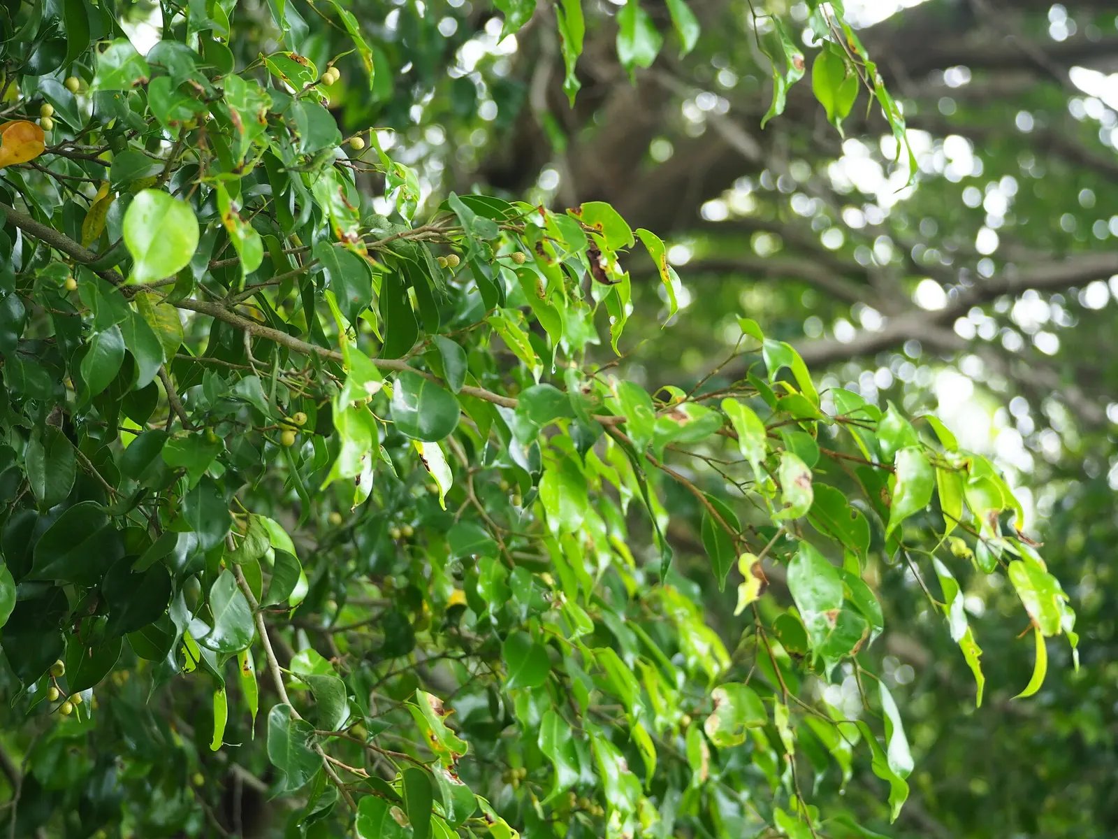 Weeping Fig (Ficus Benjamina) — it typically grows to a more manageable size of 3-6 feet; it's important to note that the Weeping Fig can be, image 74
