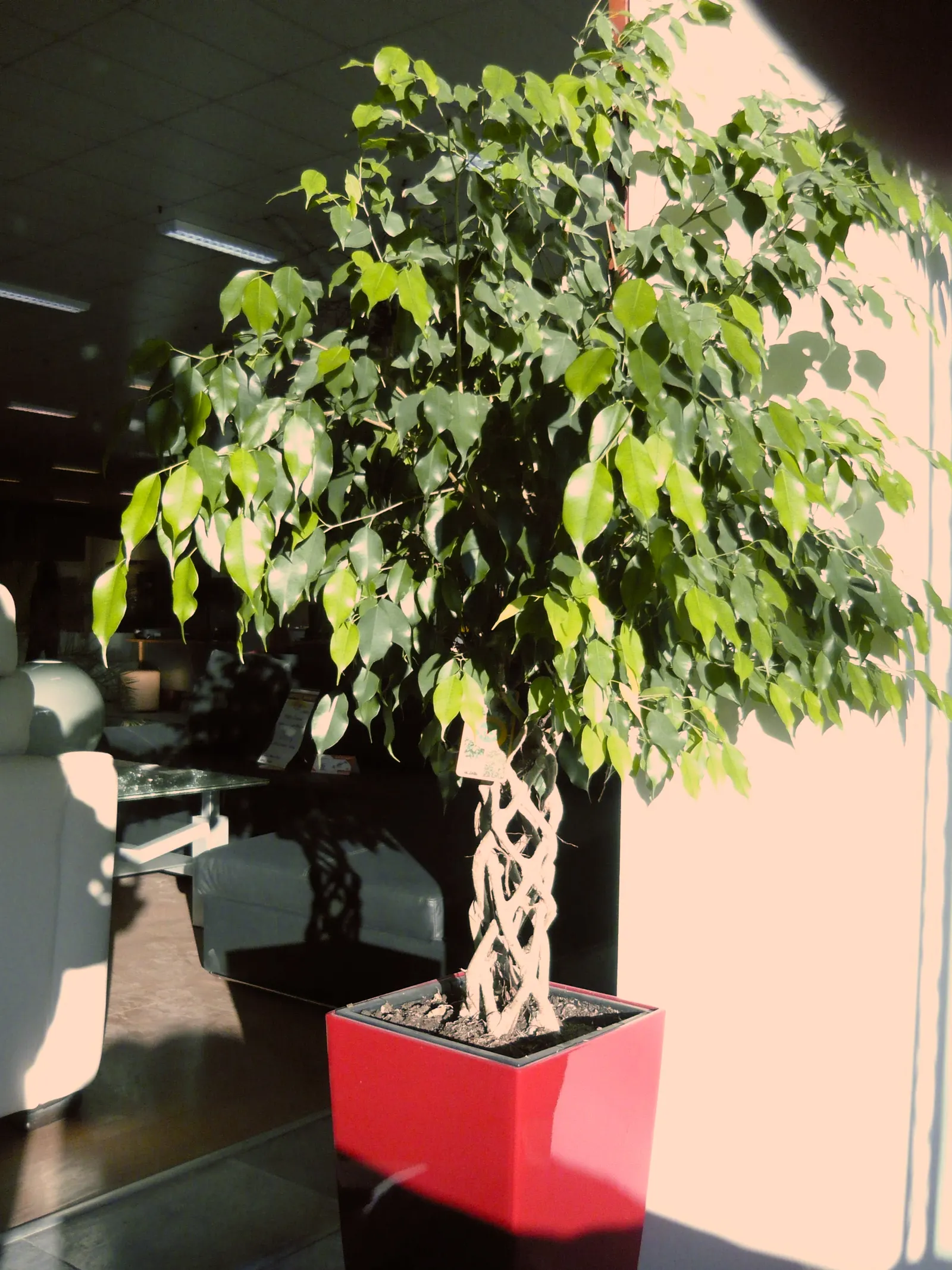 Weeping Fig (Ficus Benjamina) — it's important to note that the Weeping Fig can be sensitive to changes in its environment; reaching heights of 3-6, image 80
