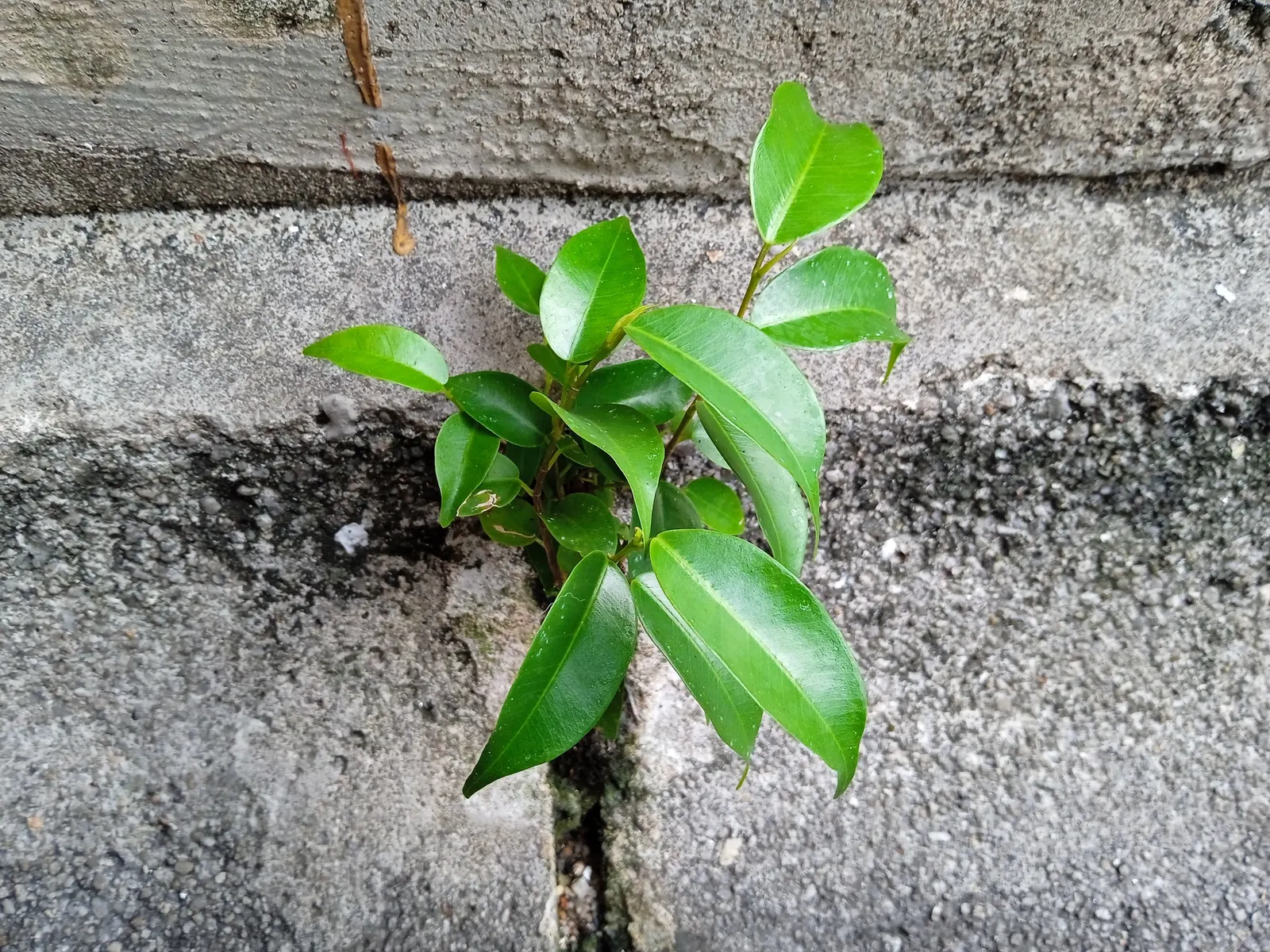 Weeping Fig (Ficus Benjamina) — is an elegant and versatile addition to any landscape design; use as a focal point for tranquility in landscape, image 68