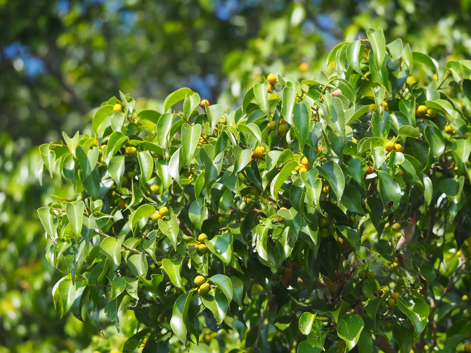 Weeping Fig (Ficus Benjamina) — glossy leaves and gracefully drooping branches; but can adapt to lower light levels, image 61