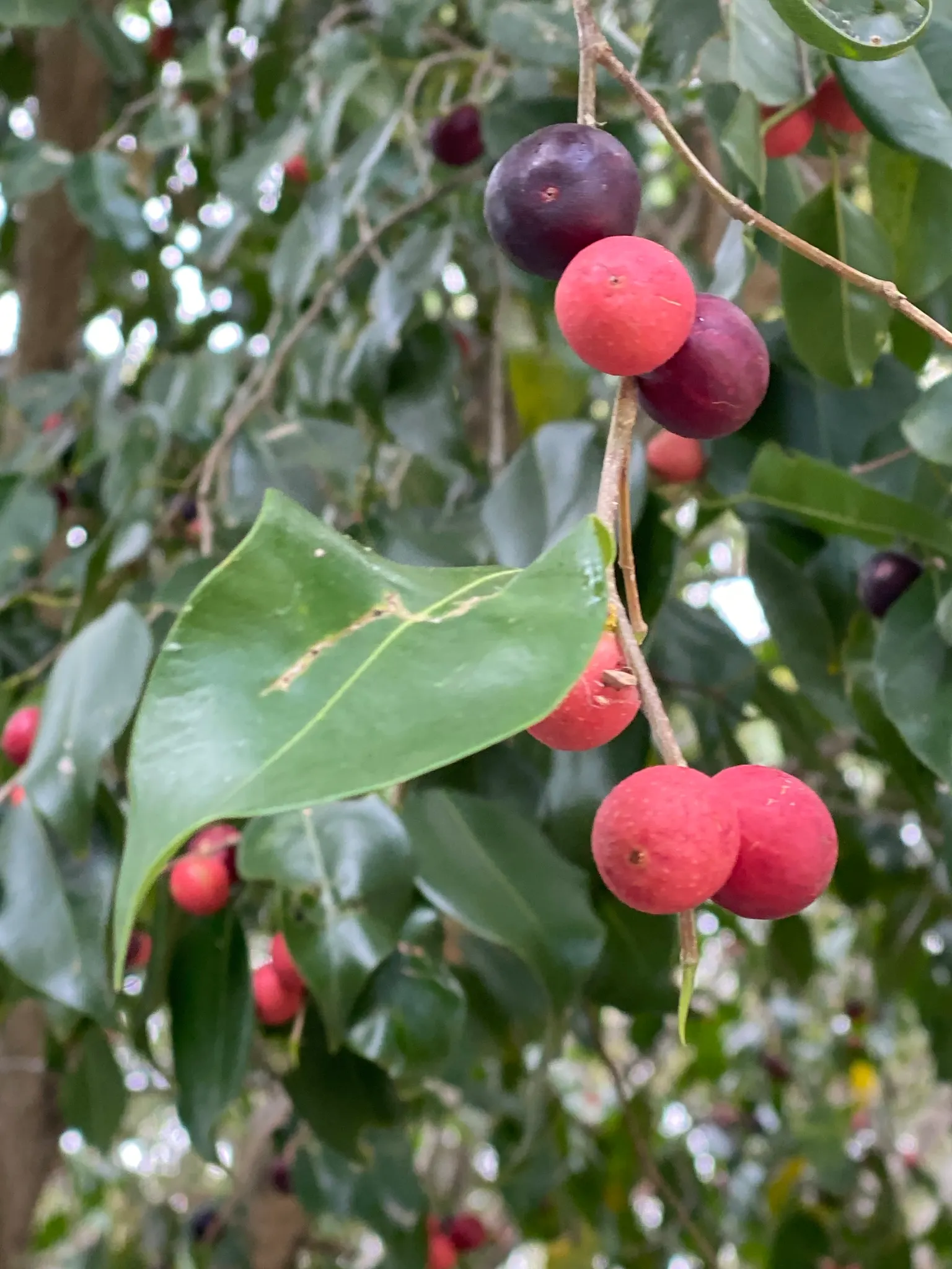 Weeping Fig (Ficus Benjamina) — this evergreen tree touts a dense; the Weeping Fig (Ficus benjamina) is an elegant, image 71