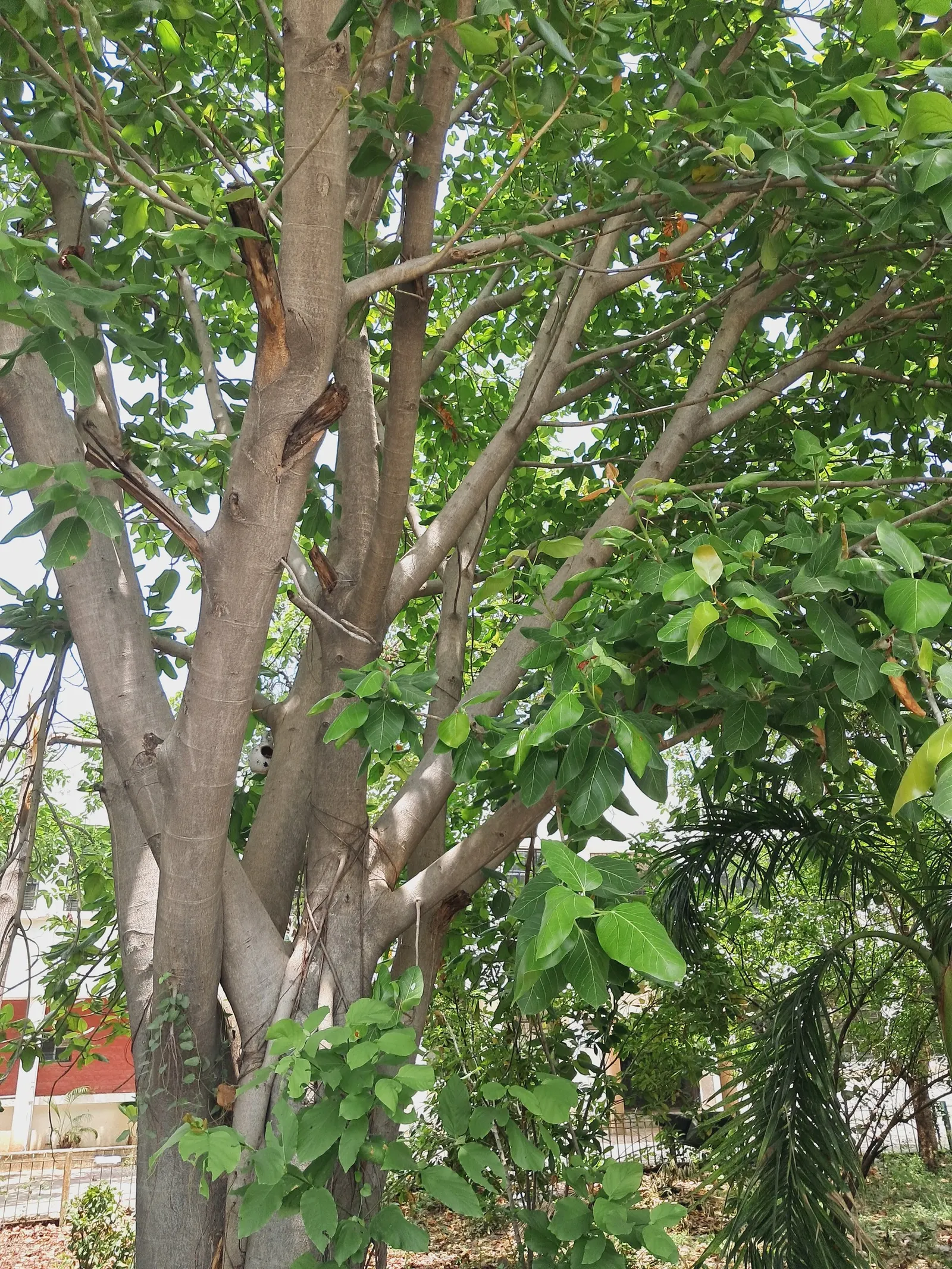 Weeping Fig (Ficus Benjamina) — The Weeping Fig (Ficus benjamina) is an elegant; ideal for indoor or sheltered outdoor use, image 88