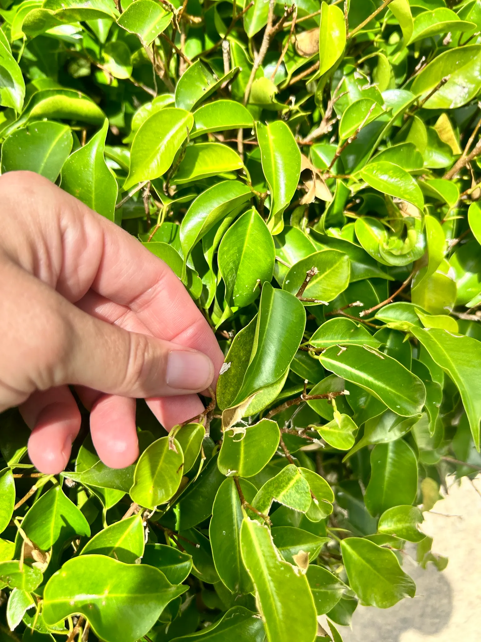 Weeping Fig (Ficus Benjamina) — Ideal for indoor or sheltered outdoor use; it quickly becomes a resilient and captivating feature in your garden