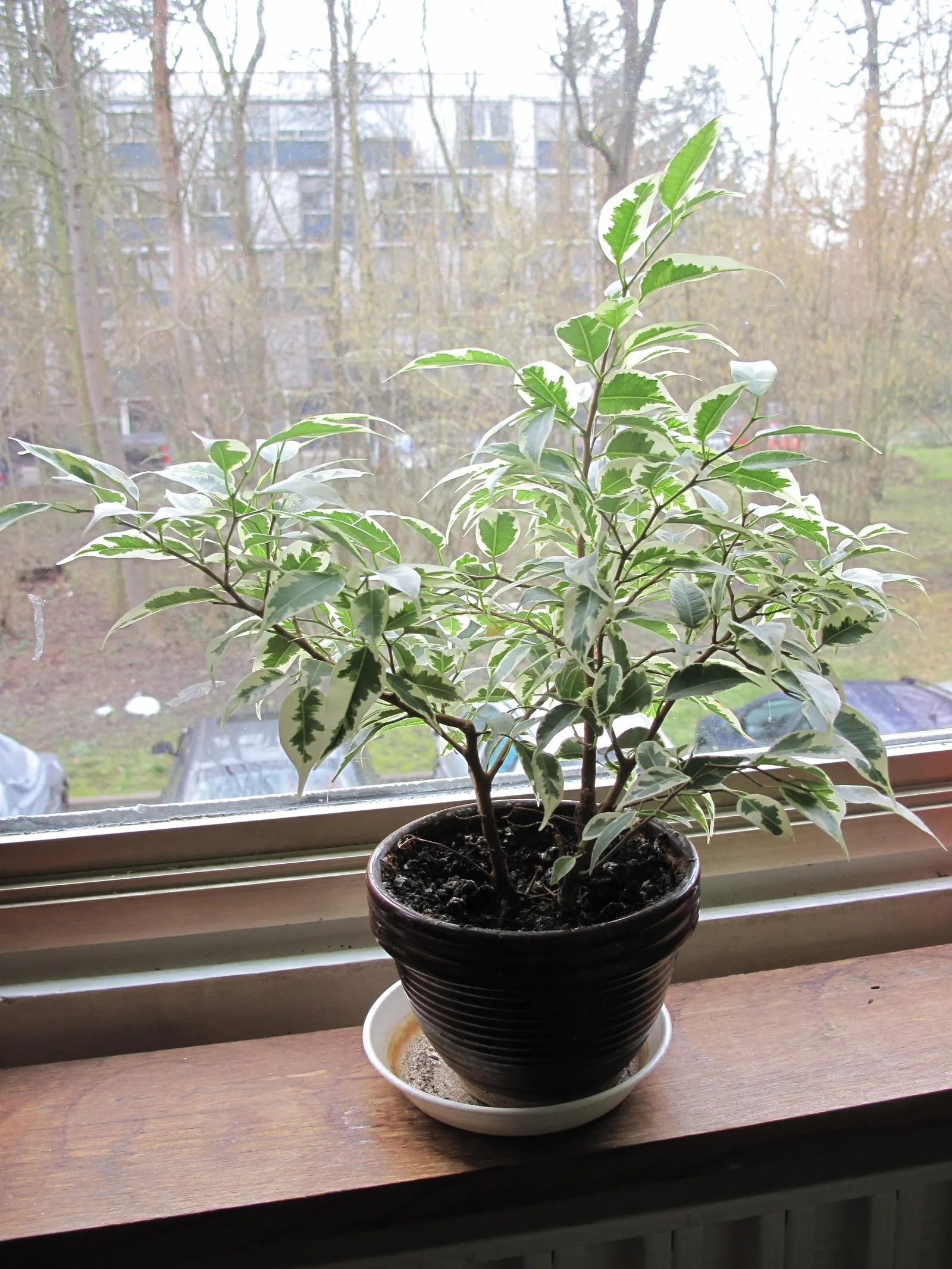 Weeping Fig (Ficus Benjamina) — Use as a focal point for tranquility in landscape designs