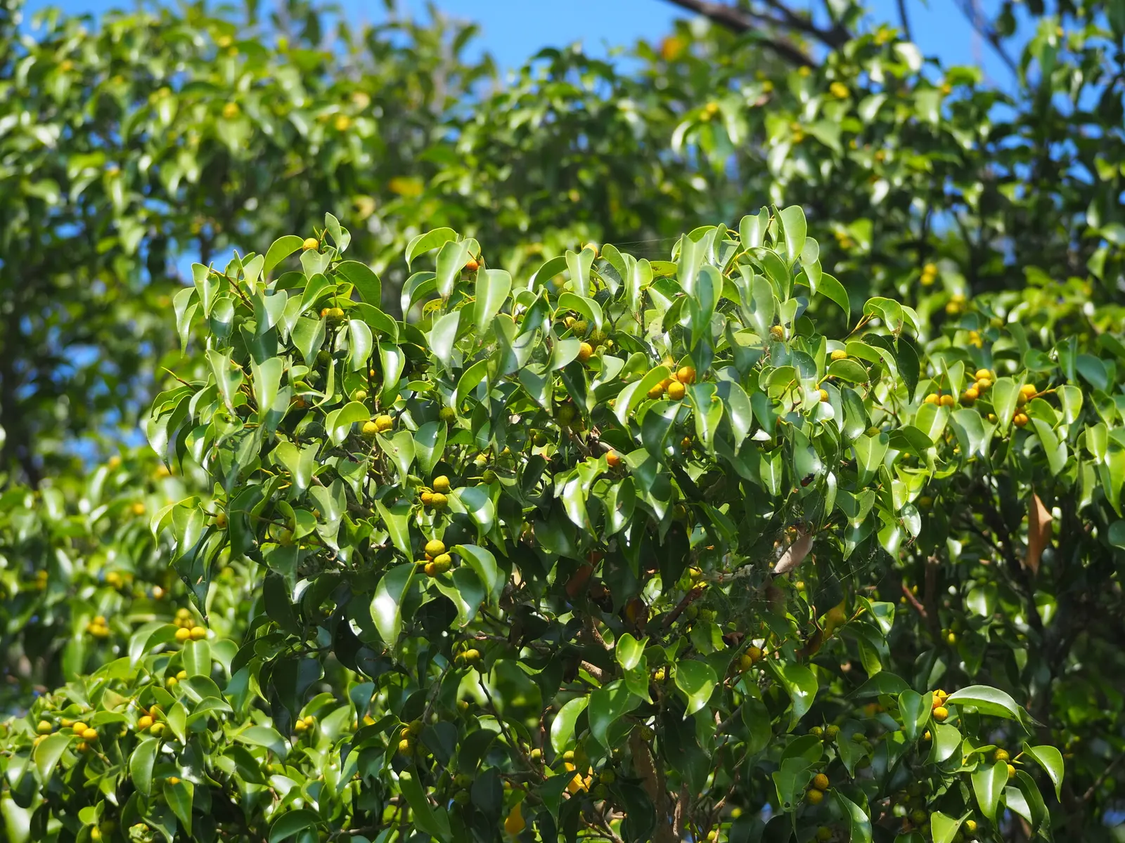 Weeping Fig (Ficus Benjamina) — Ficus benjamina thrives in bright; tree for full or half, image 104