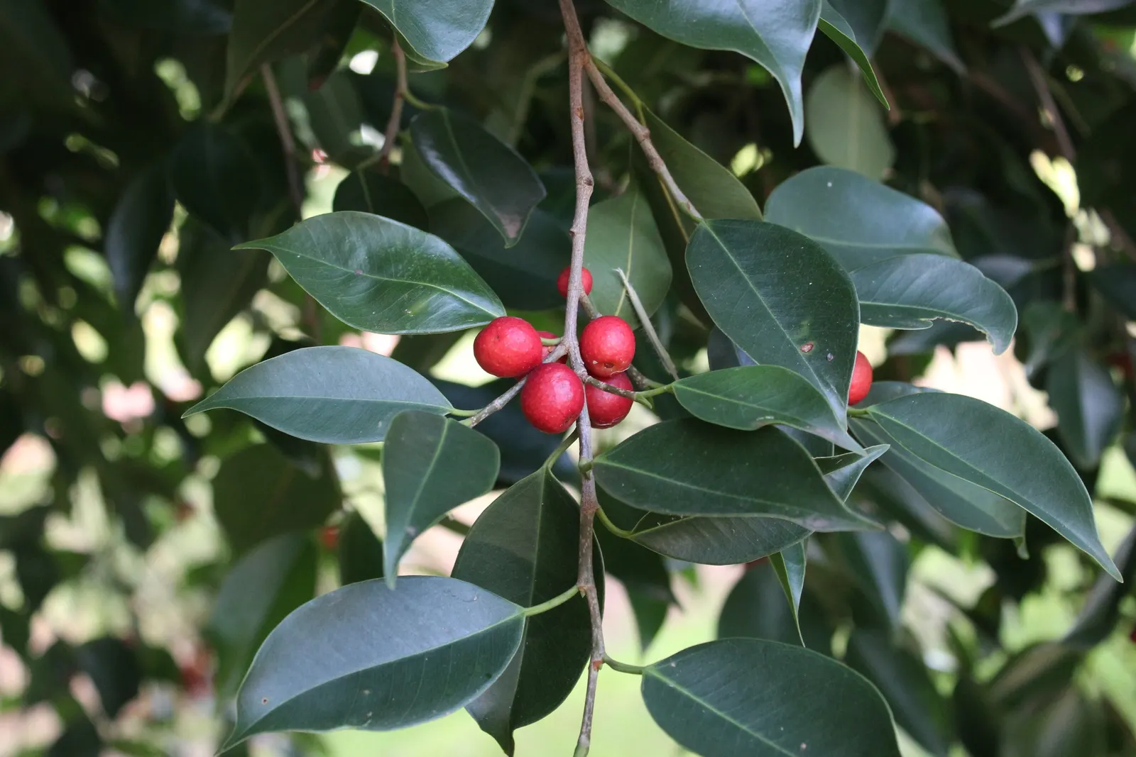 Weeping Fig (Ficus Benjamina) — this evergreen tree touts a dense; the Weeping Fig (Ficus benjamina) is an elegant