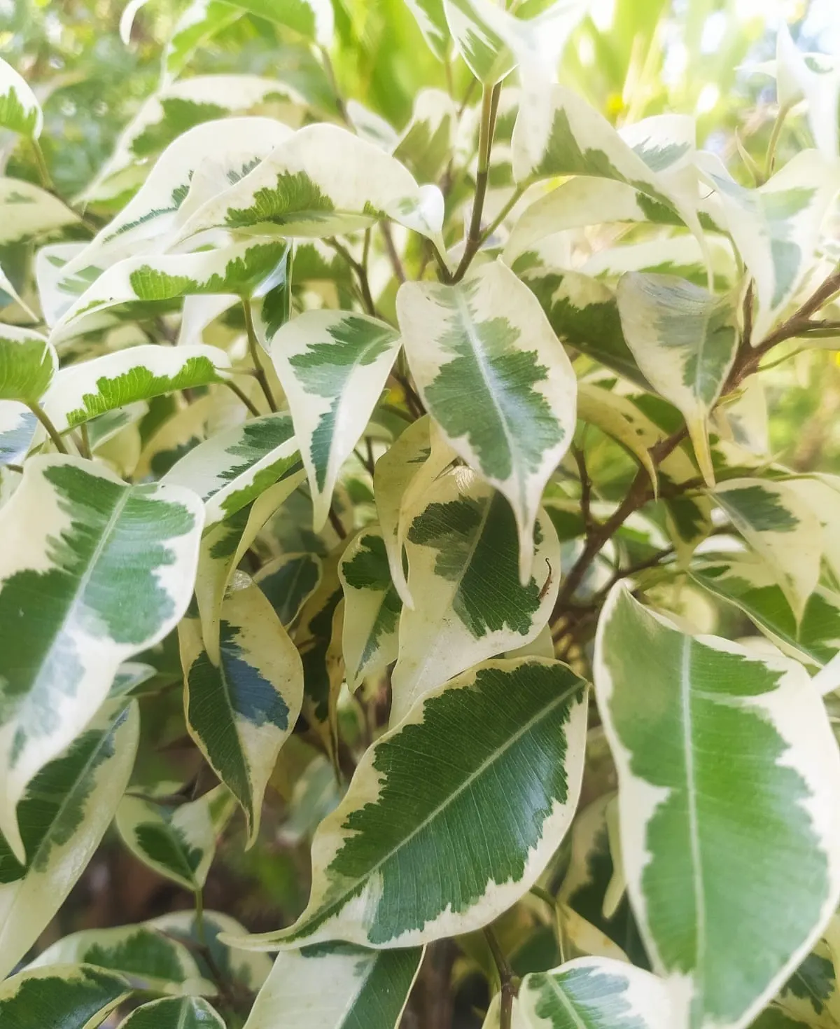 Weeping Fig (Ficus Benjamina) — cherished for its graceful drooping branches and rich; it typically grows to a more manageable size of 3-6 feet, image 69