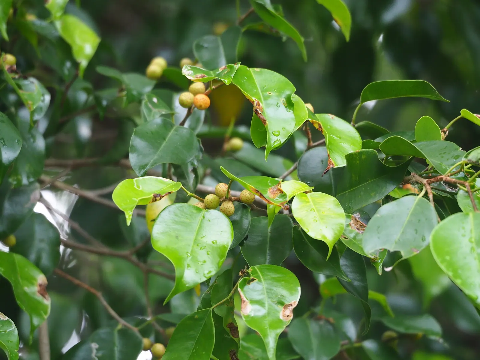 Weeping Fig (Ficus Benjamina) — Use as a focal point for tranquility in landscape designs; evergreen tree known for its lush, image 67