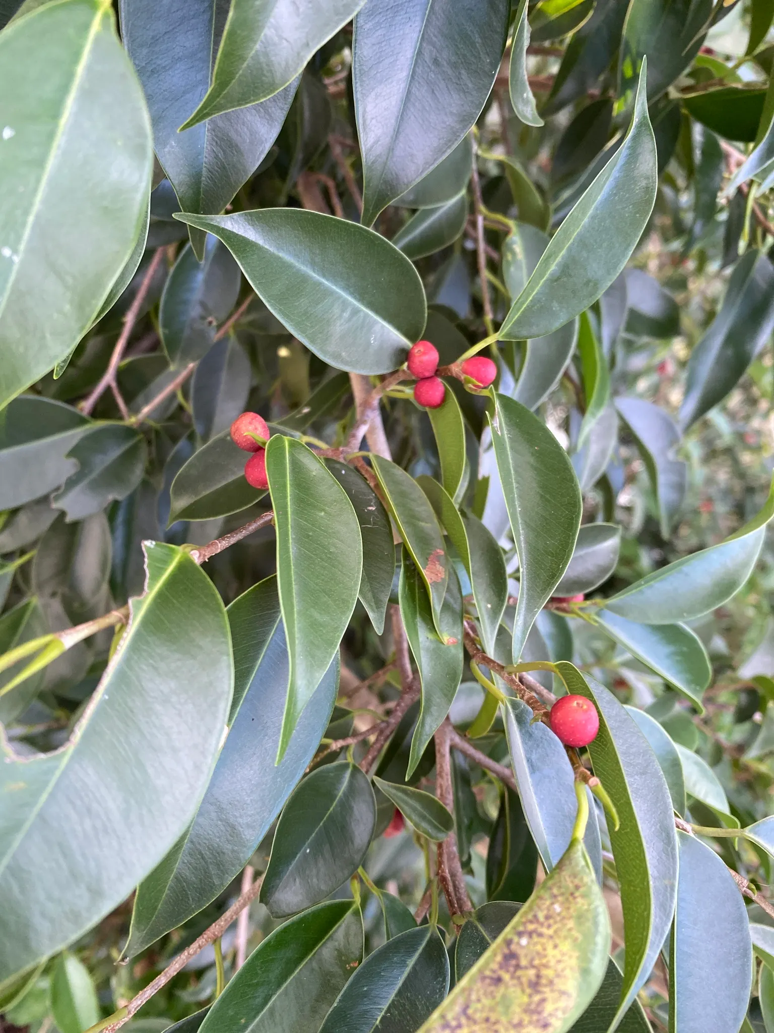 Weeping Fig (Ficus Benjamina) — when cultivated for ornamental purposes within a garden