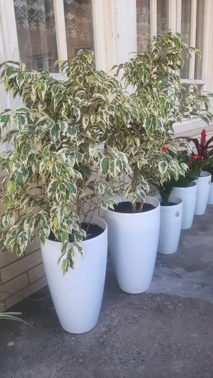 Weeping Fig (Ficus Benjamina) — provided adequate space is allotted for its mature size.<br><br>Overall