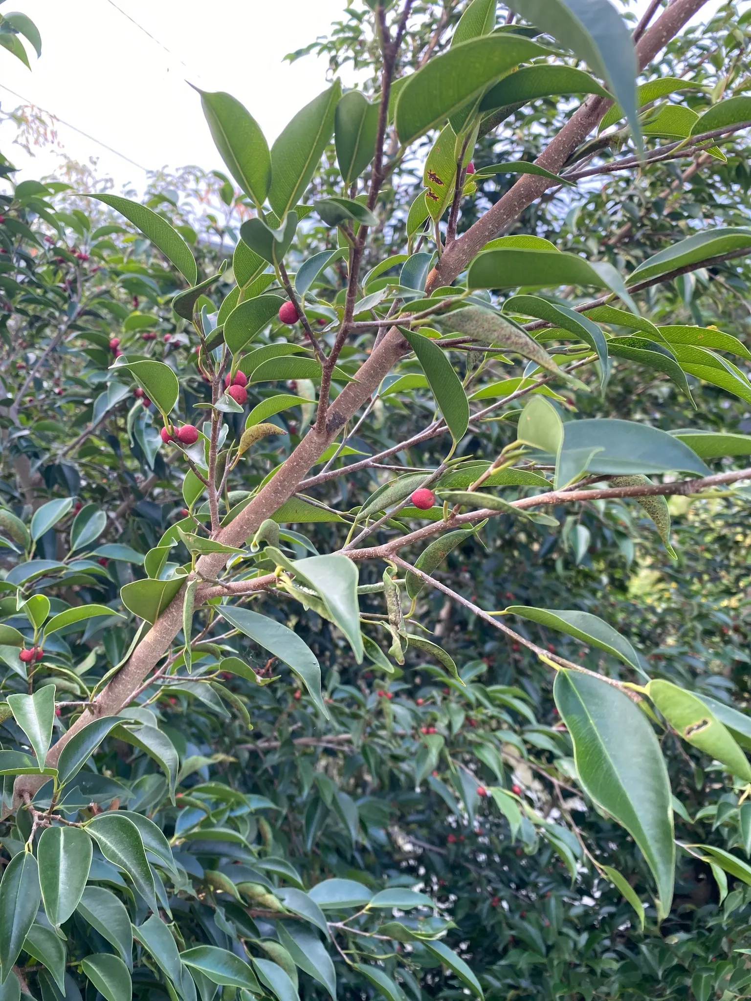 Weeping Fig (Ficus Benjamina) — shapely canopy that can reach up to 50-60 feet in its natural habitat