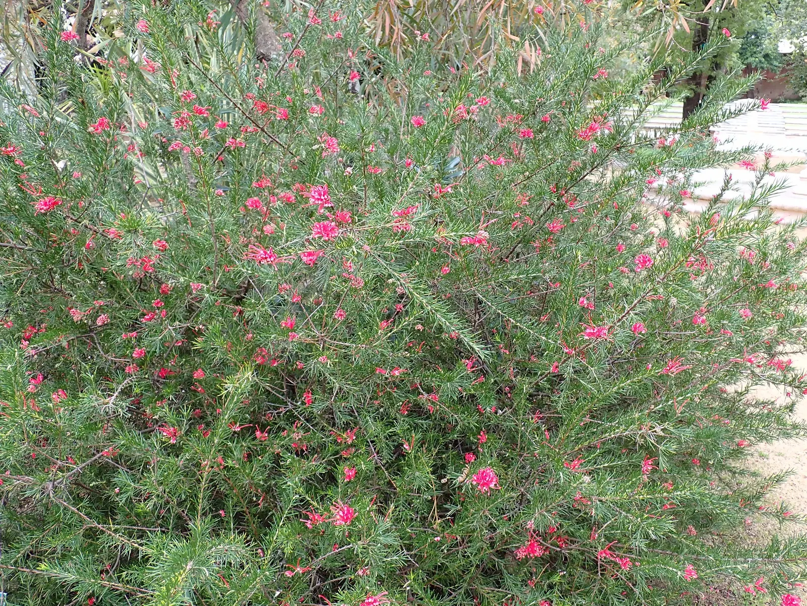 Grevillea Canberra Gem (Grevillea 'Canberra Gem') — thrives in full sun to partial shade