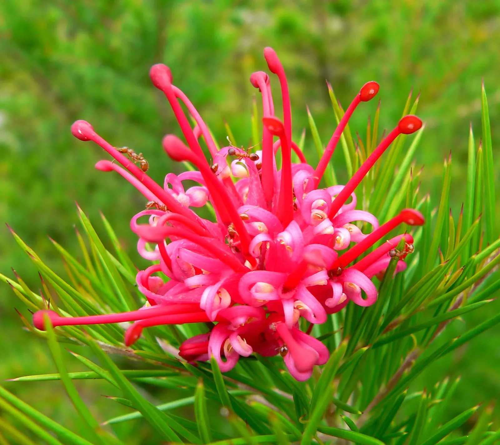 Grevillea Canberra Gem (Grevillea 'Canberra Gem') — It reaches up to 10 feet in height and spreads approximately 6-10 feet wide