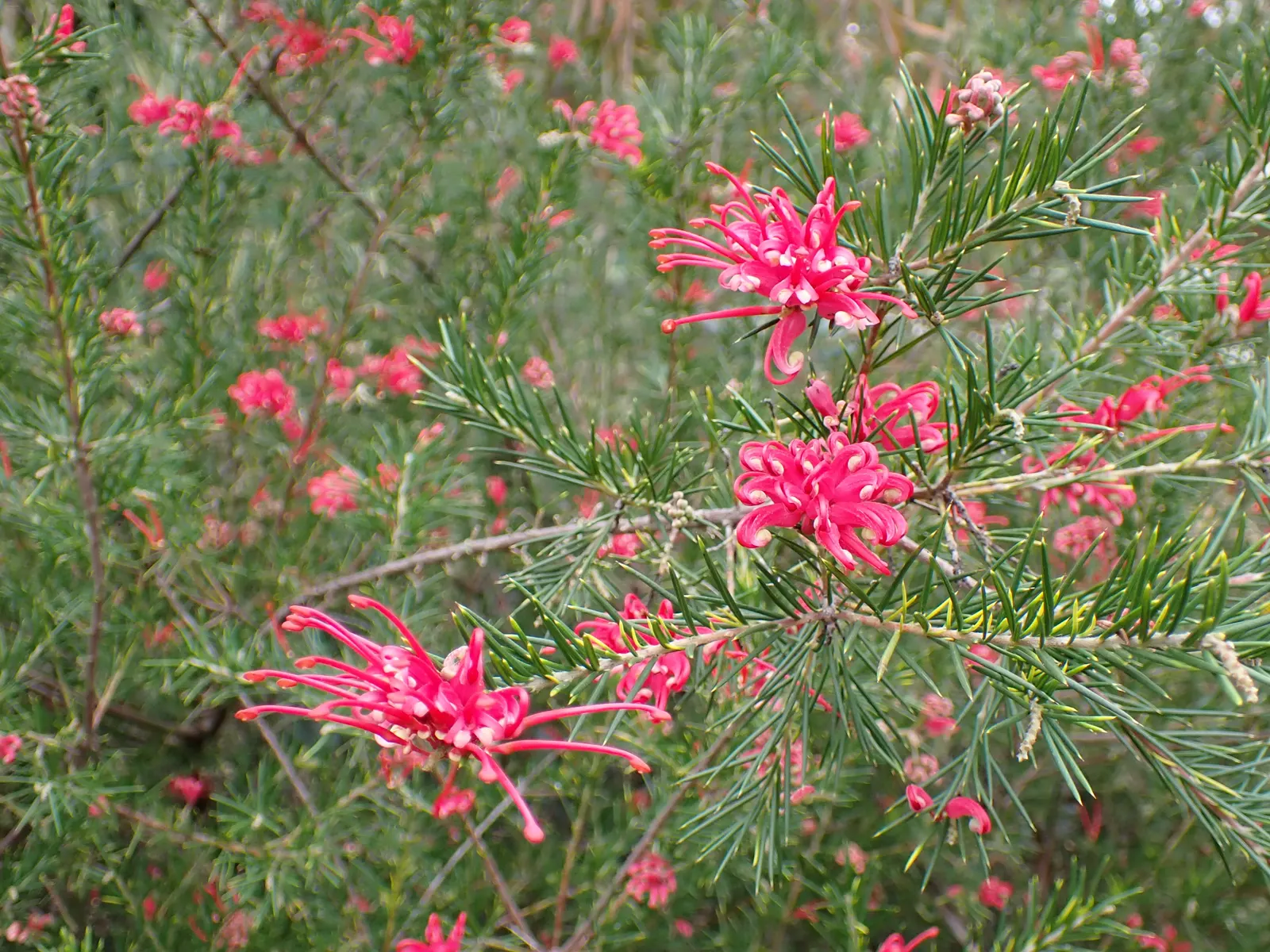 Grevillea Canberra Gem (Grevillea 'Canberra Gem') — This Australian native is drought-tolerant
