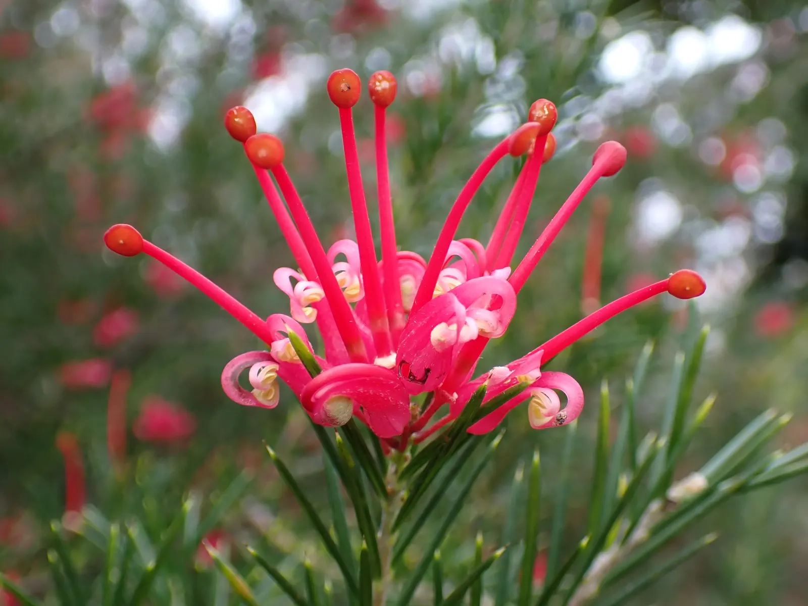Grevillea Canberra Gem (Grevillea 'Canberra Gem') — with blooms most prolific in spring and summer