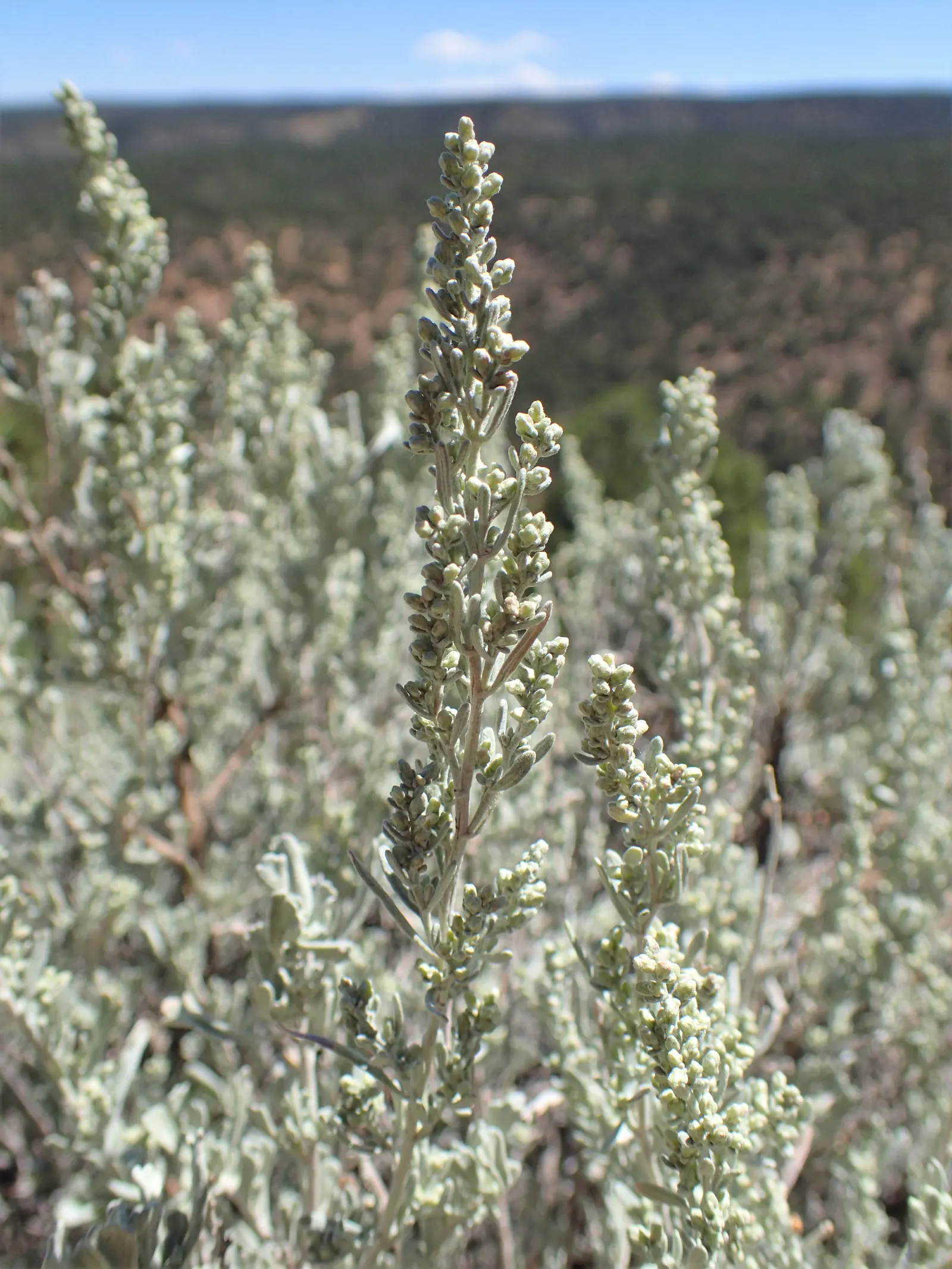 Big Basin Sagebrush (Artemisia Tridentata) — is an aromatic shrub reaching 4-6 feet tall and 6-10 feet wide; with a similar or slightly greater spread