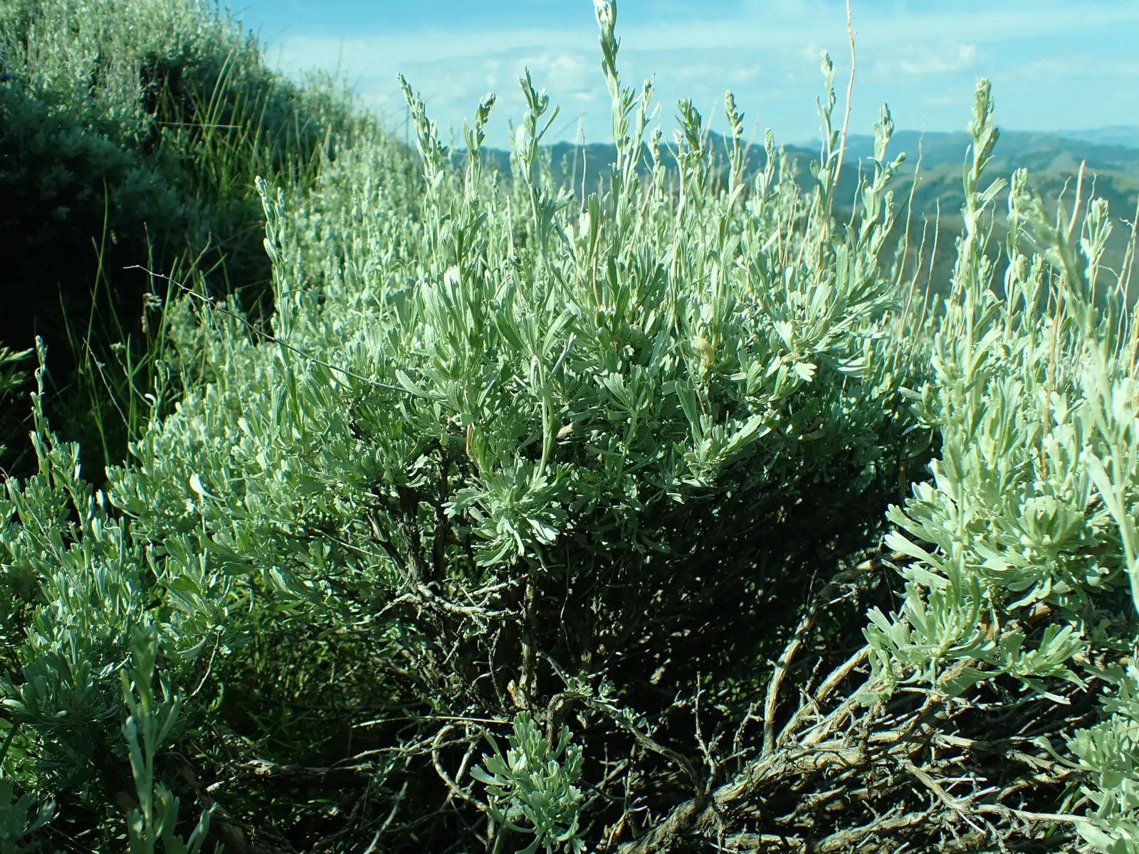 Big Basin Sagebrush (Artemisia Tridentata) — earthy fragrance especially evident after rainfall; providing shelter and food for local wildlife