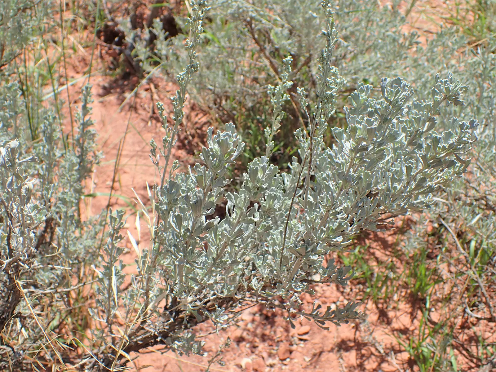 Big Basin Sagebrush (Artemisia Tridentata) — with a similar or slightly greater spread