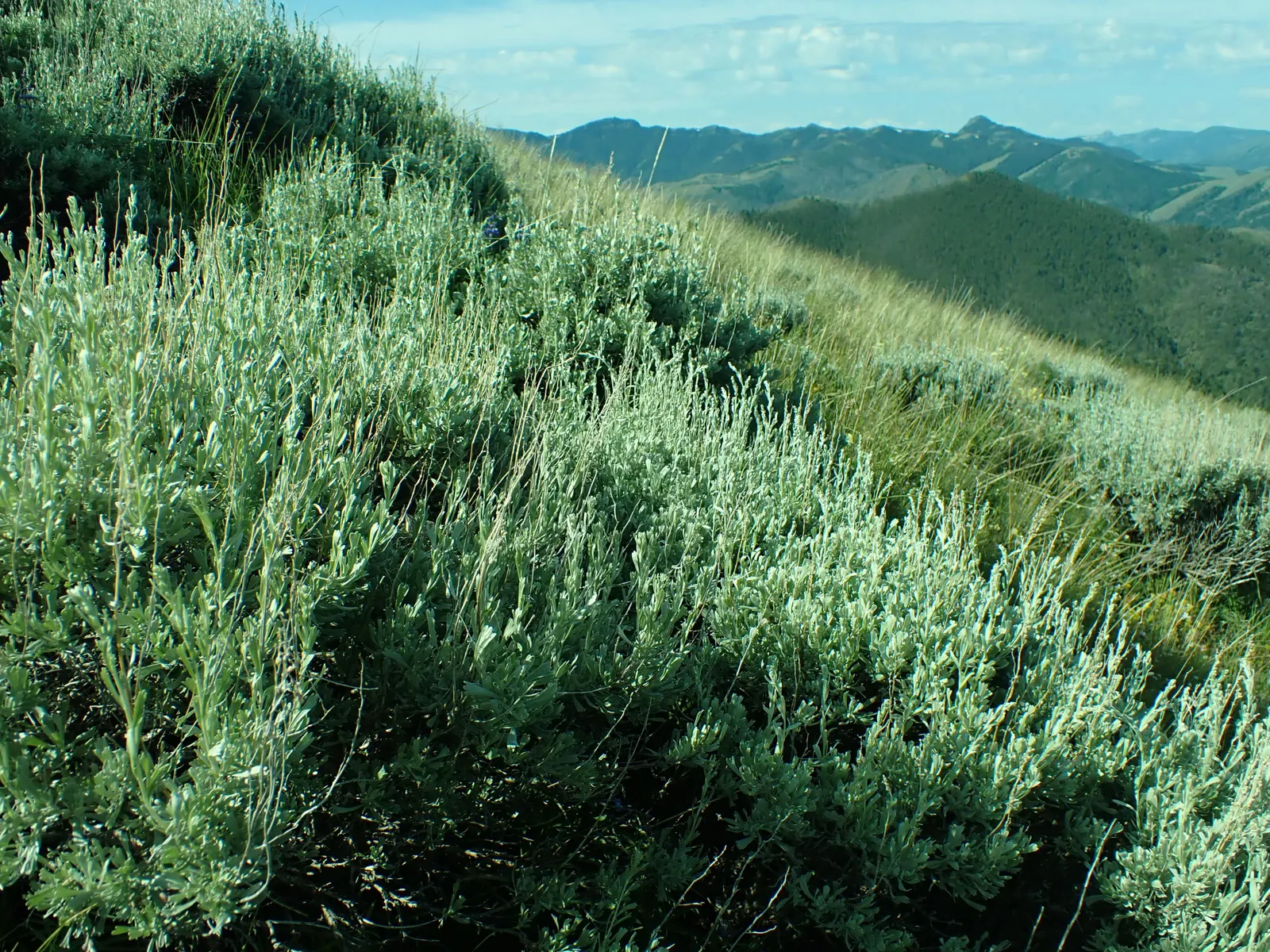 Big Basin Sagebrush (Artemisia Tridentata) — adaptable nature favoring well-drained soils in USDA zones 4-9