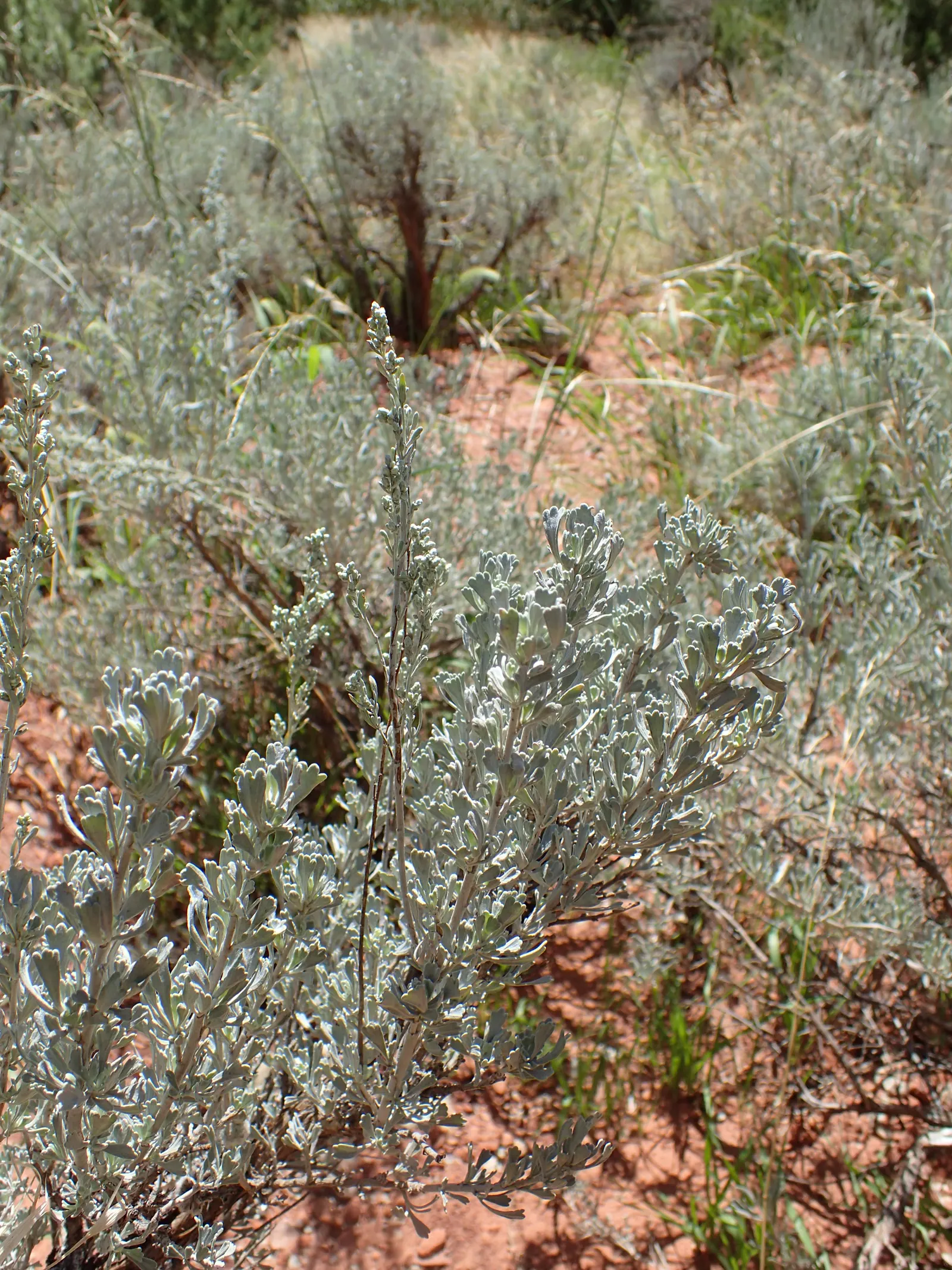 Big Basin Sagebrush (Artemisia Tridentata) — the plant's foliage releases a unique