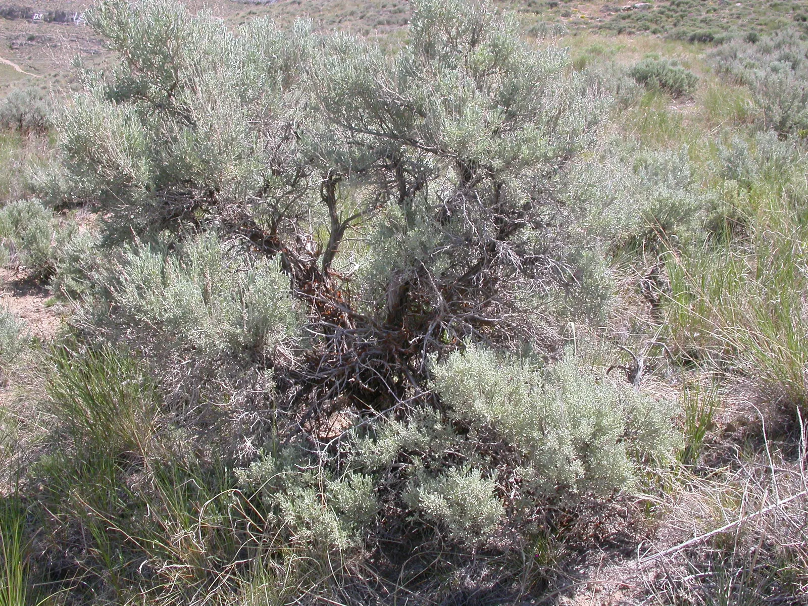 Big Basin Sagebrush (Artemisia Tridentata) — This drought-resistant perennial provides year-round interest and is integral to native and xeric landscapes